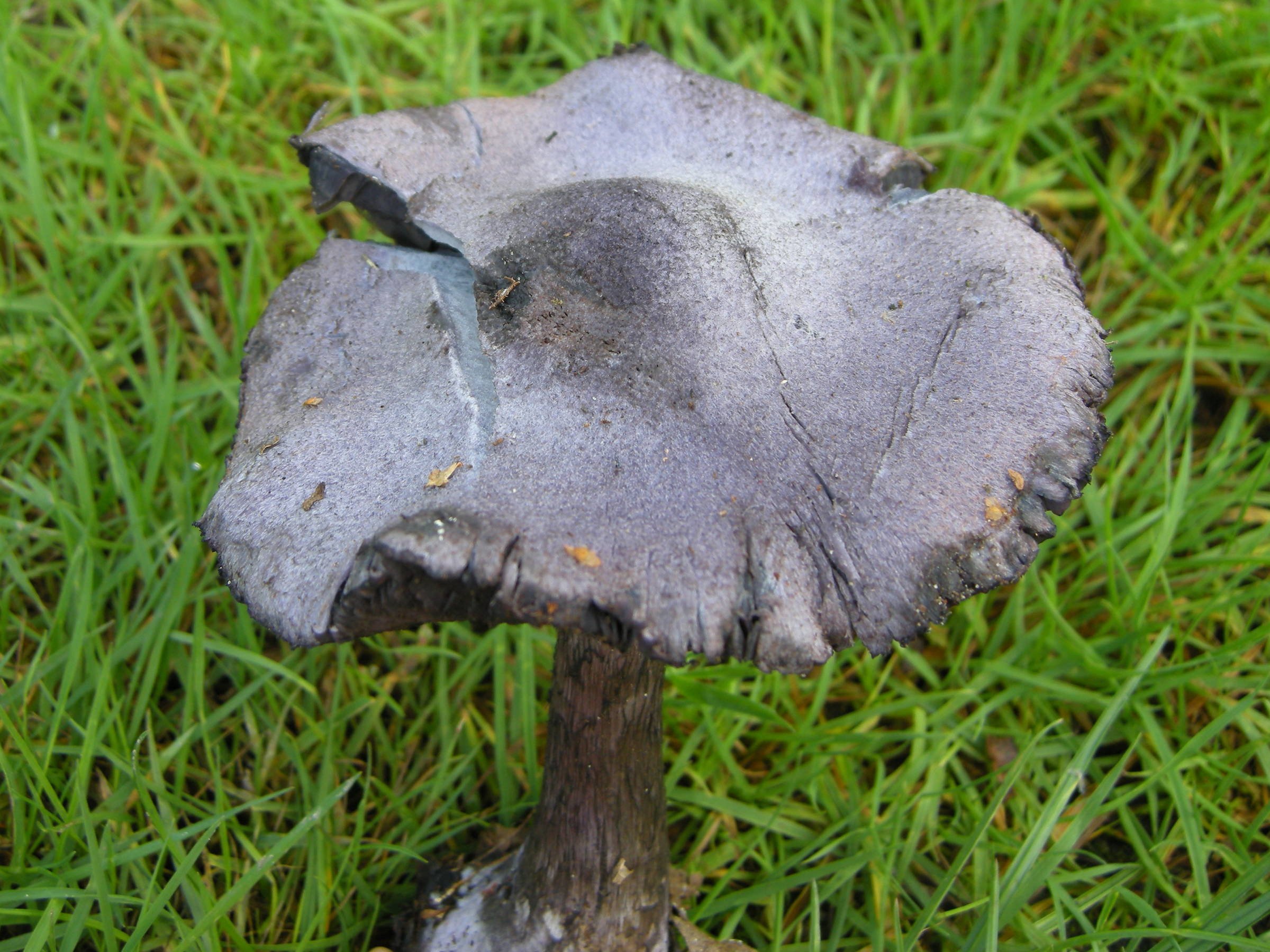 cortinarius_violaceus2md