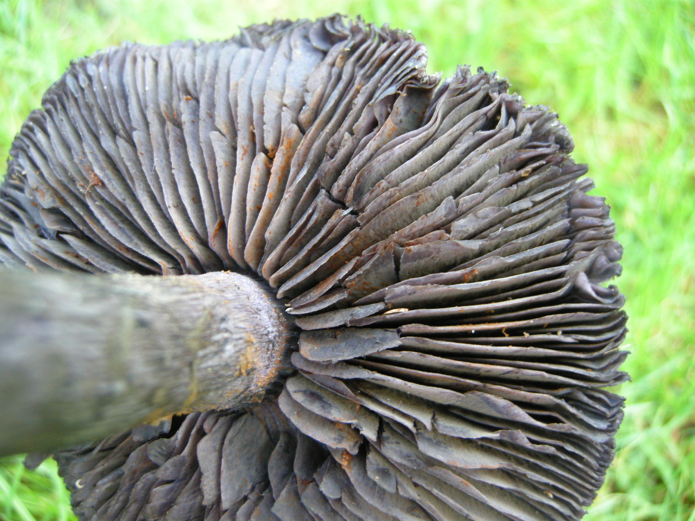 cortinarius_violaceus3md