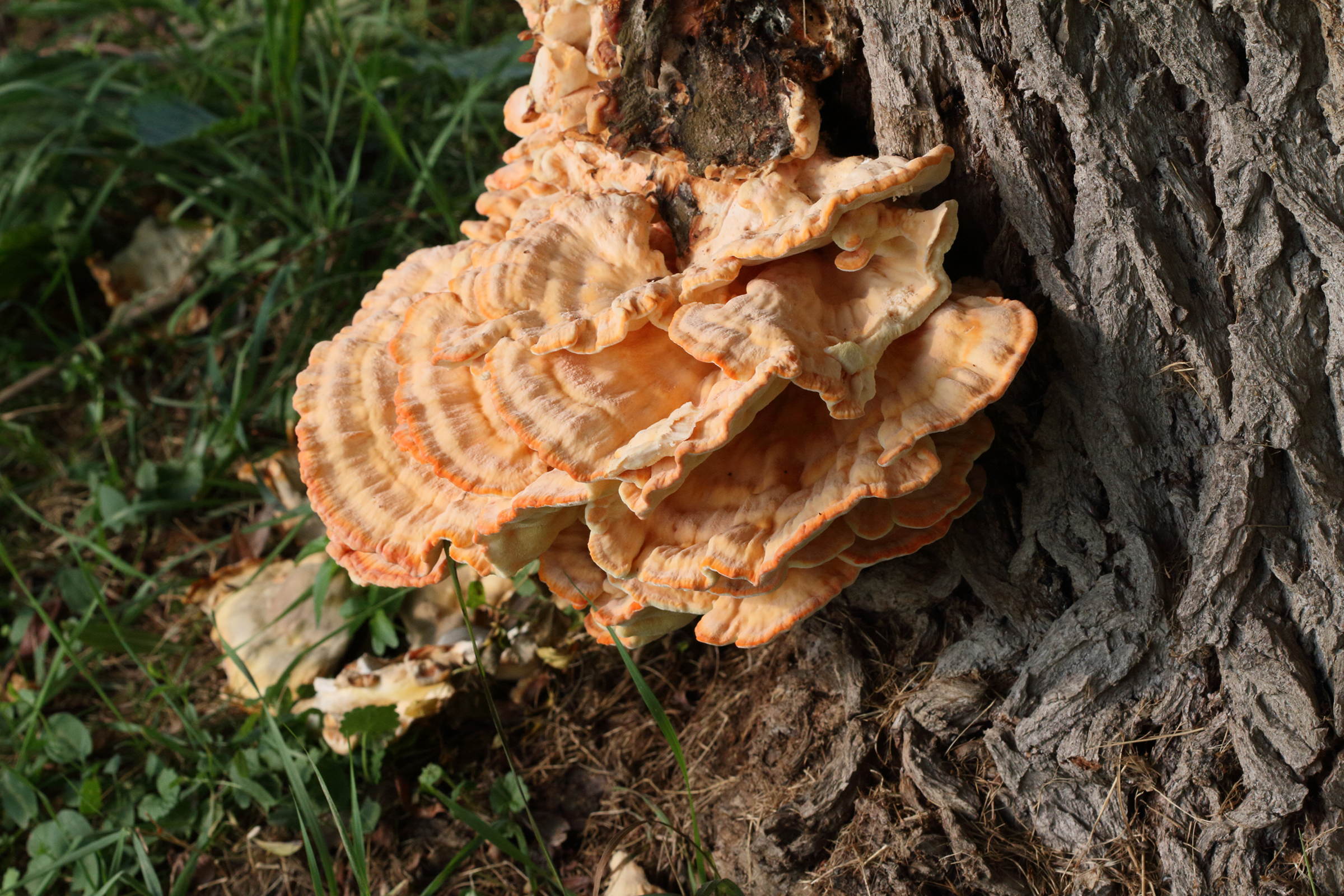 Afficher le média laetiporus_sulphureus12bd laetiporus_sulphureus12bd