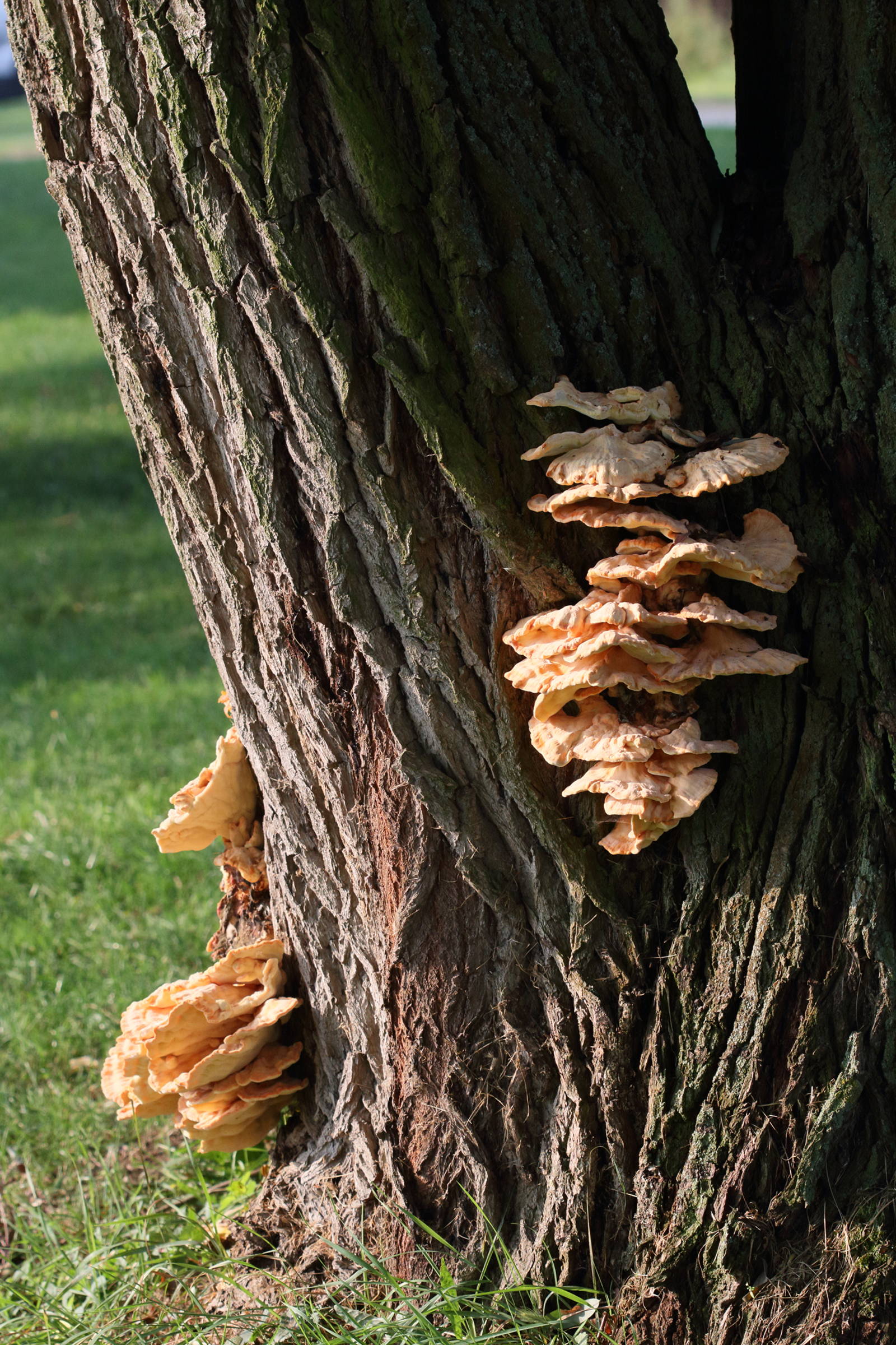 Afficher le média laetiporus_sulphureus13bd laetiporus_sulphureus13bd