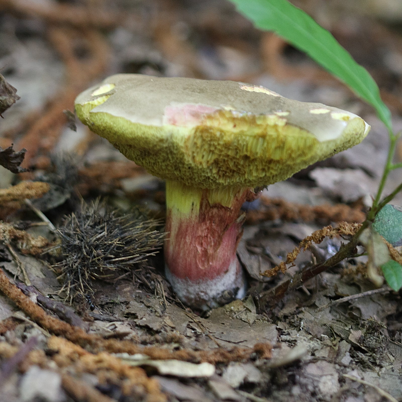 xerocomellus_chrysenteron4bd