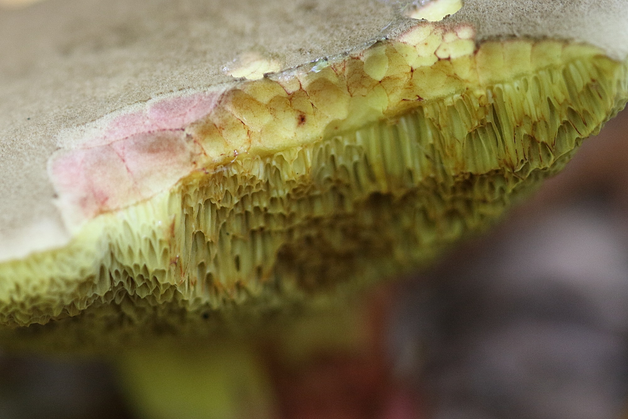 xerocomellus_chrysenteron5bd