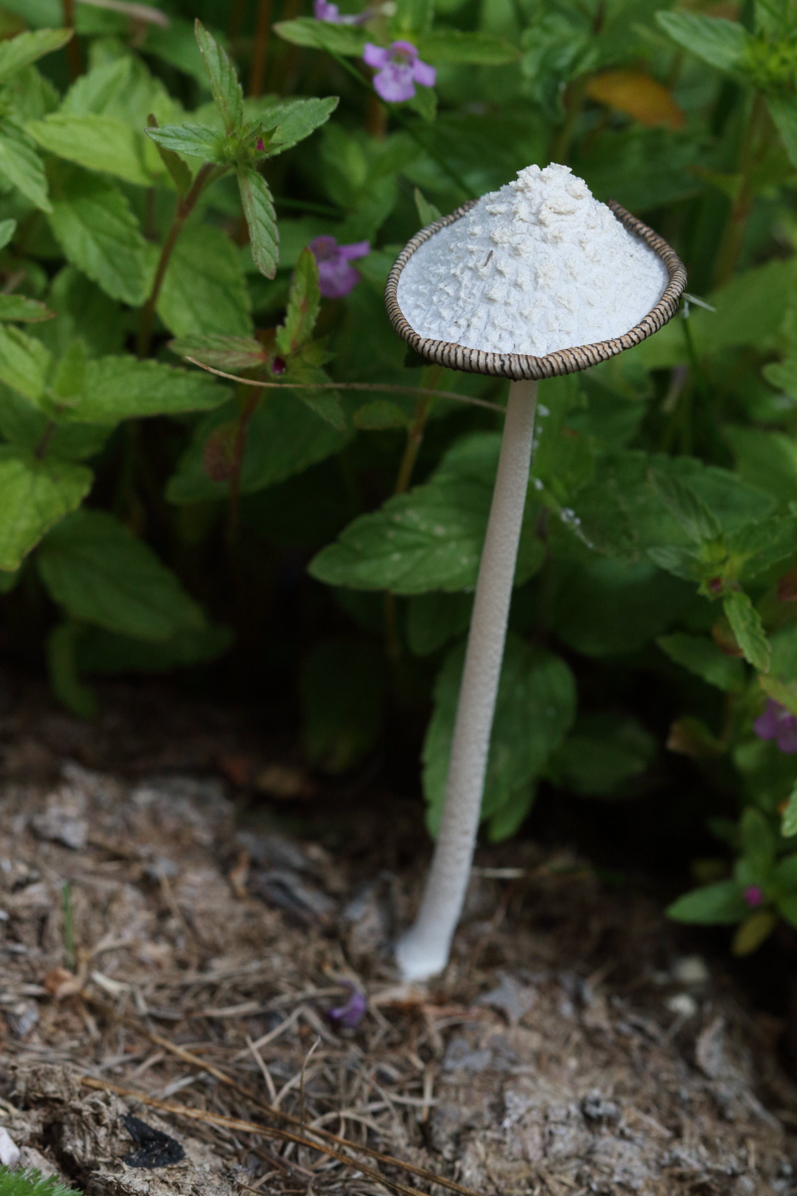 coprinus_comatus4bd