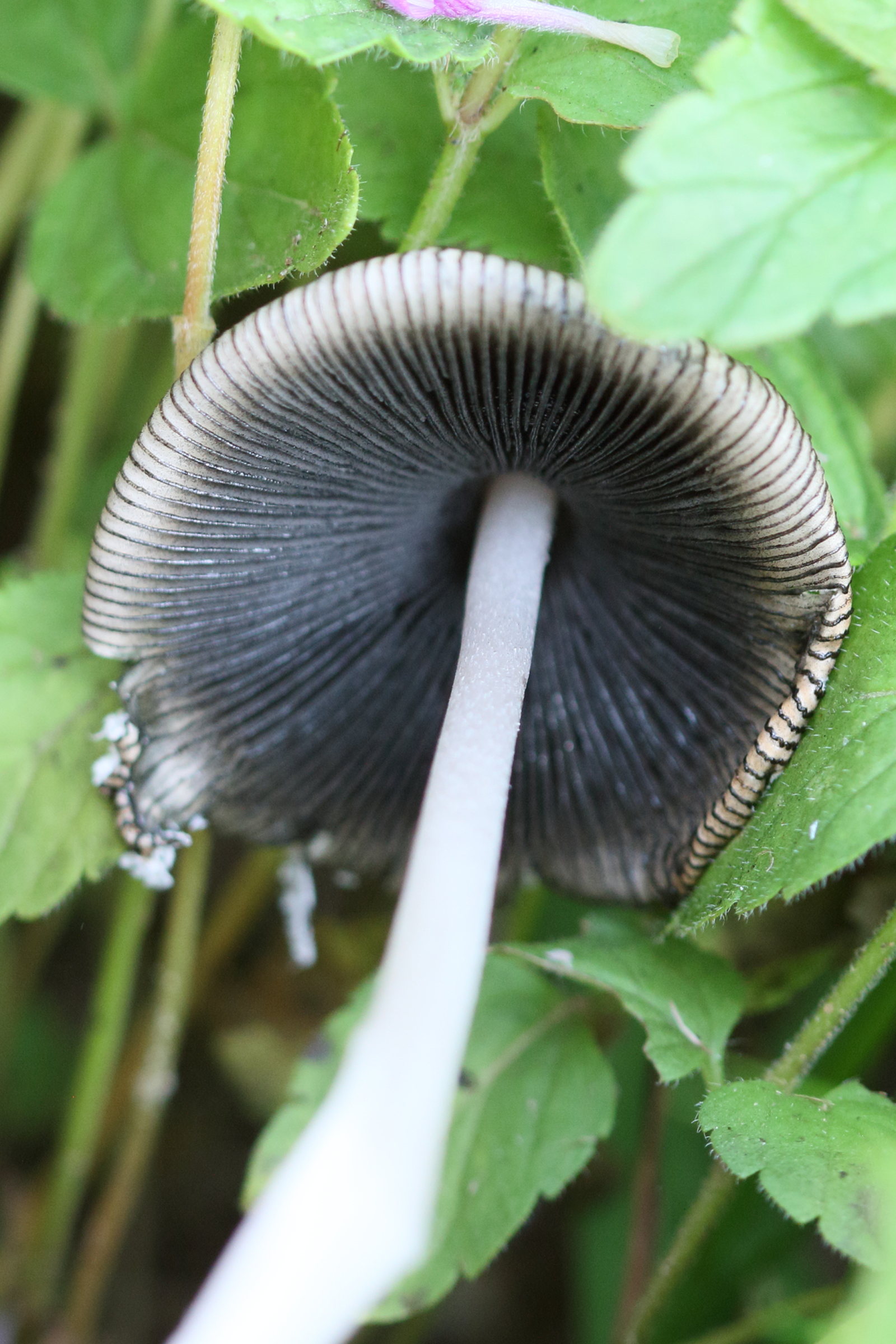 coprinus_comatus5bdjpg