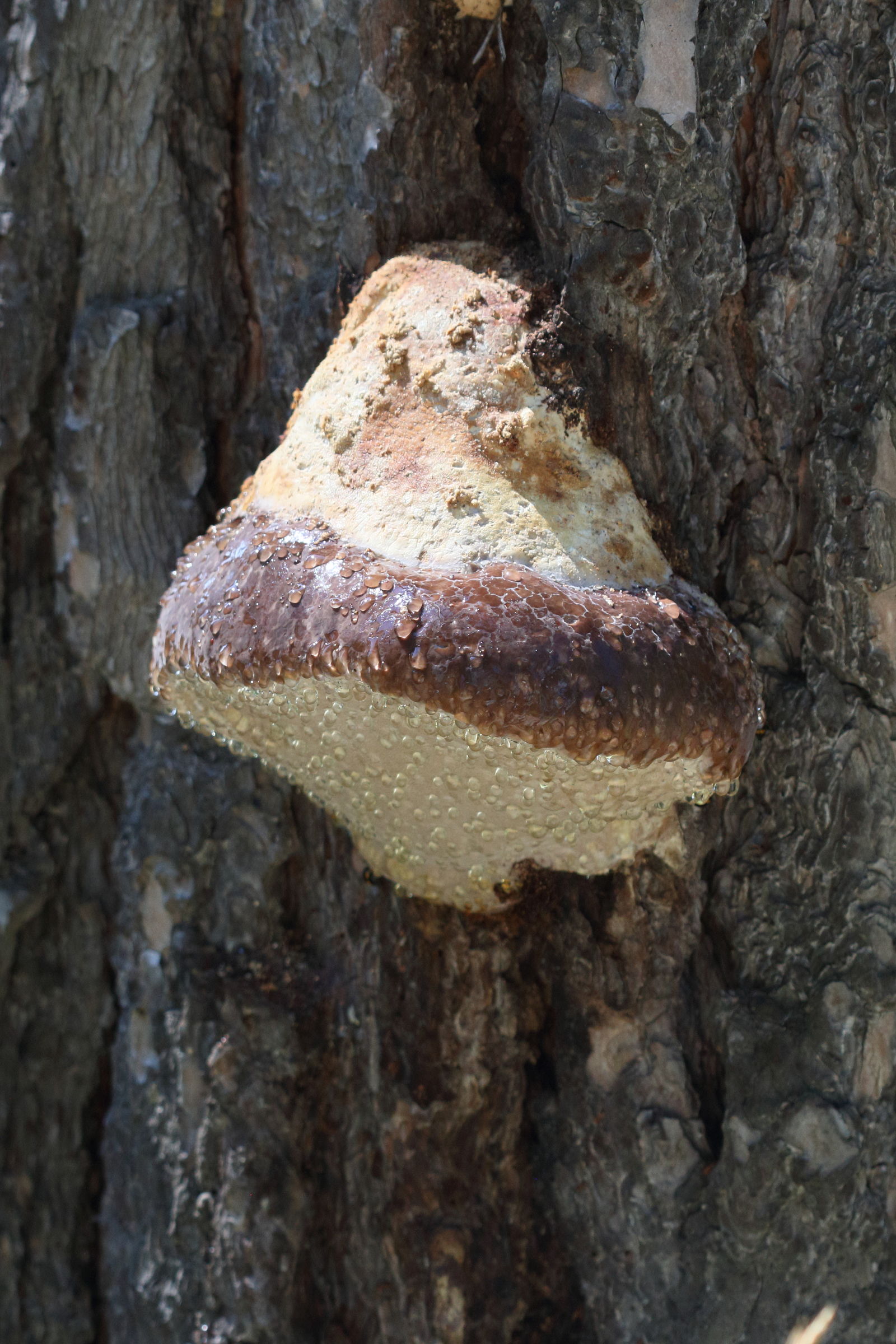 Afficher le média fomitopsis_pinicola1bd fomitopsis_pinicola1bd
