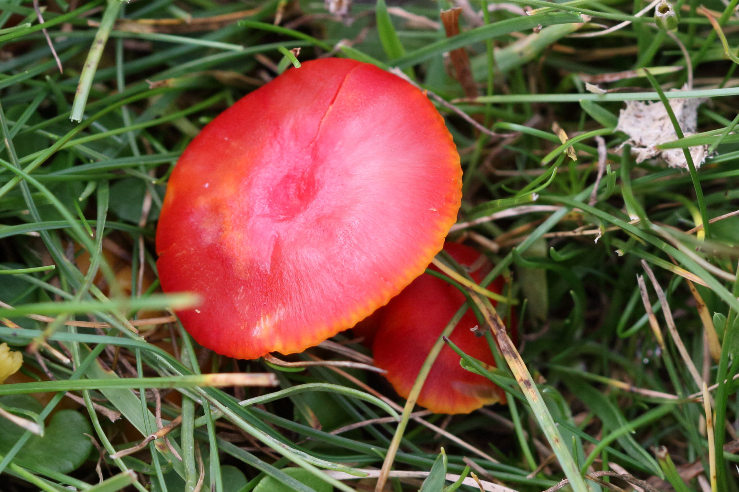 Afficher le média hygrocybe_coccinea1bd hygrocybe_coccinea1bd