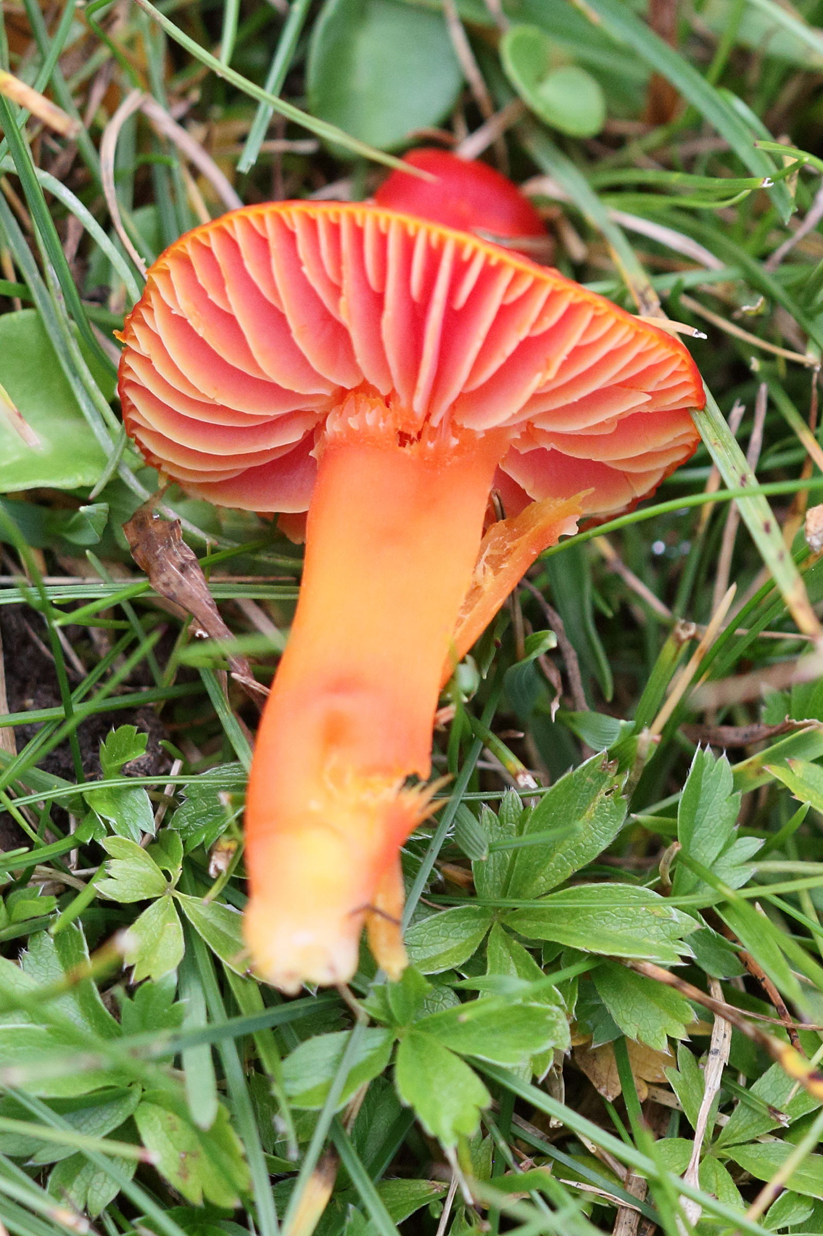 Afficher le média hygrocybe_coccinea2bd hygrocybe_coccinea2bd