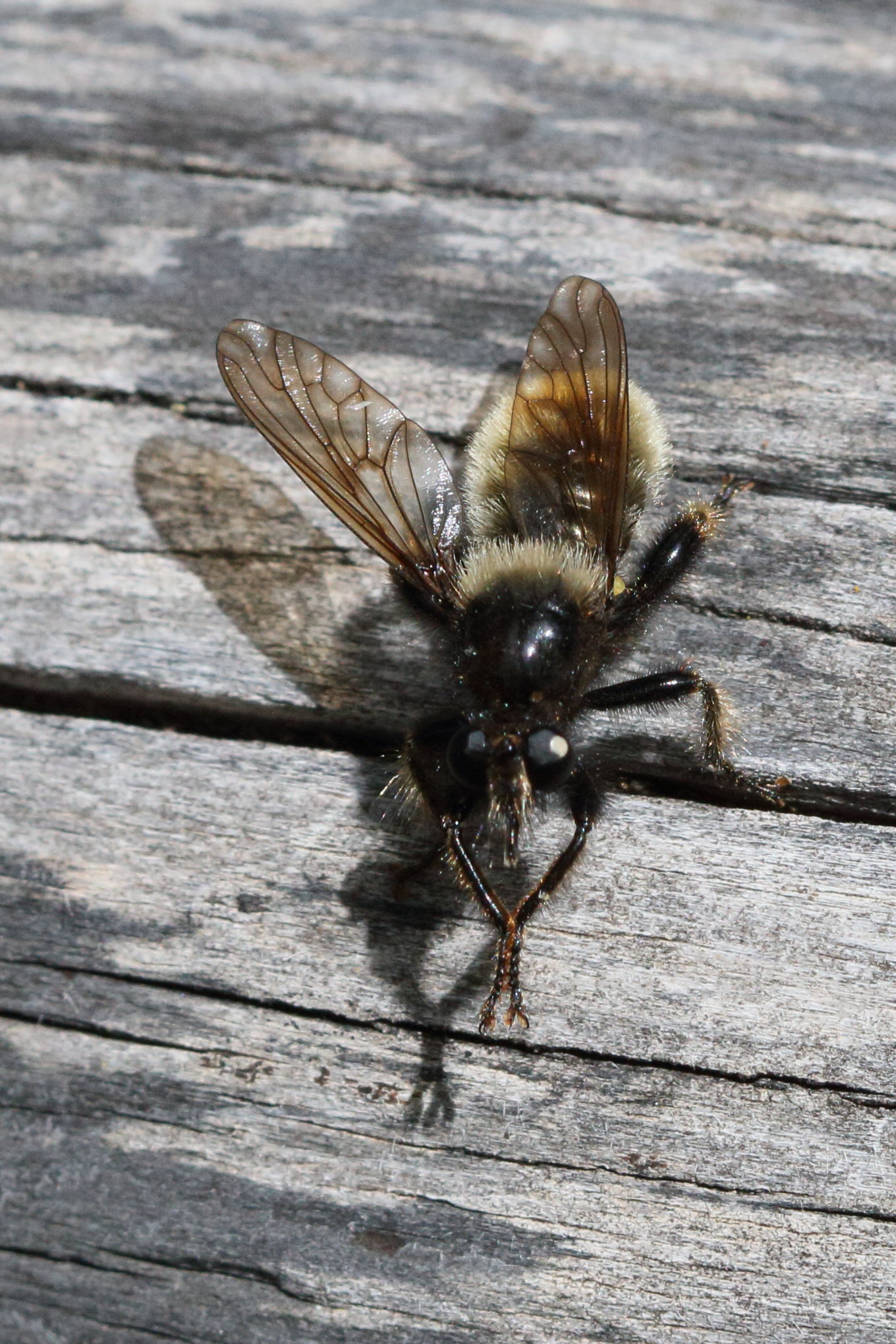laphria_flava4bd