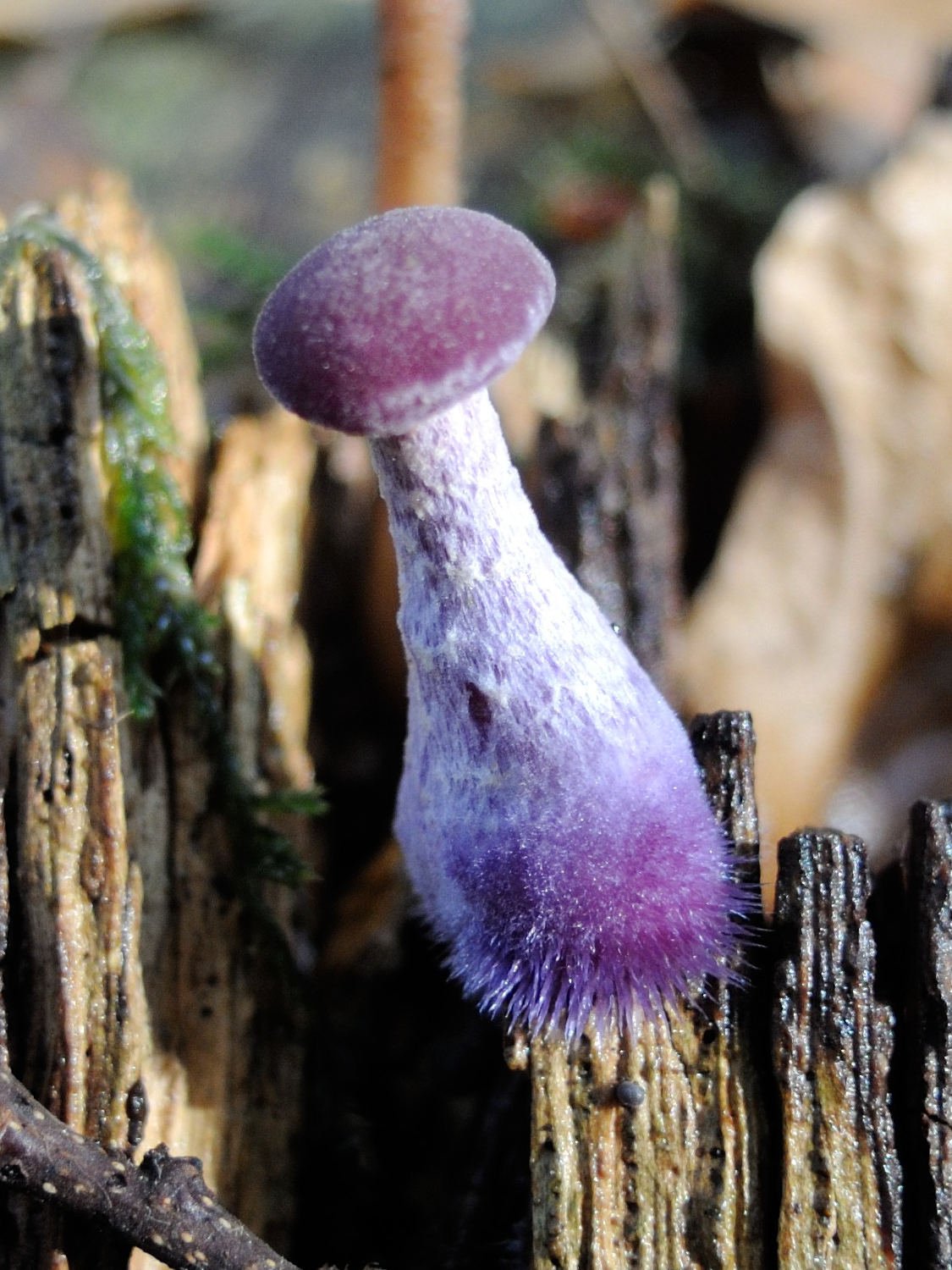 Afficher le média laccaria_amethistina5md laccaria_amethistina5md