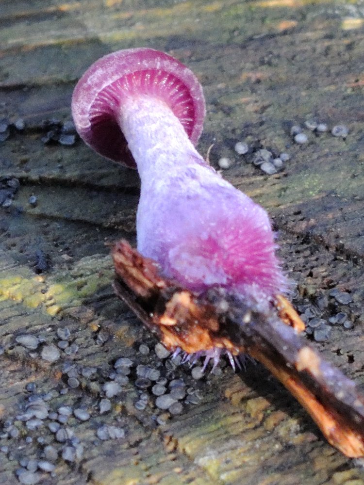 Afficher le média laccaria_amethistina6md laccaria_amethistina6md