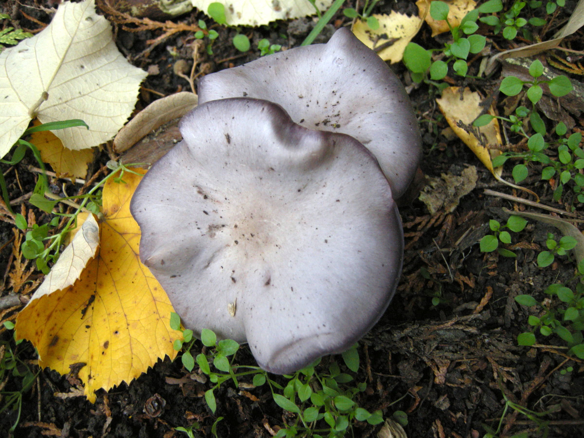 Afficher le média lepista_sordida1md lepista_sordida1md