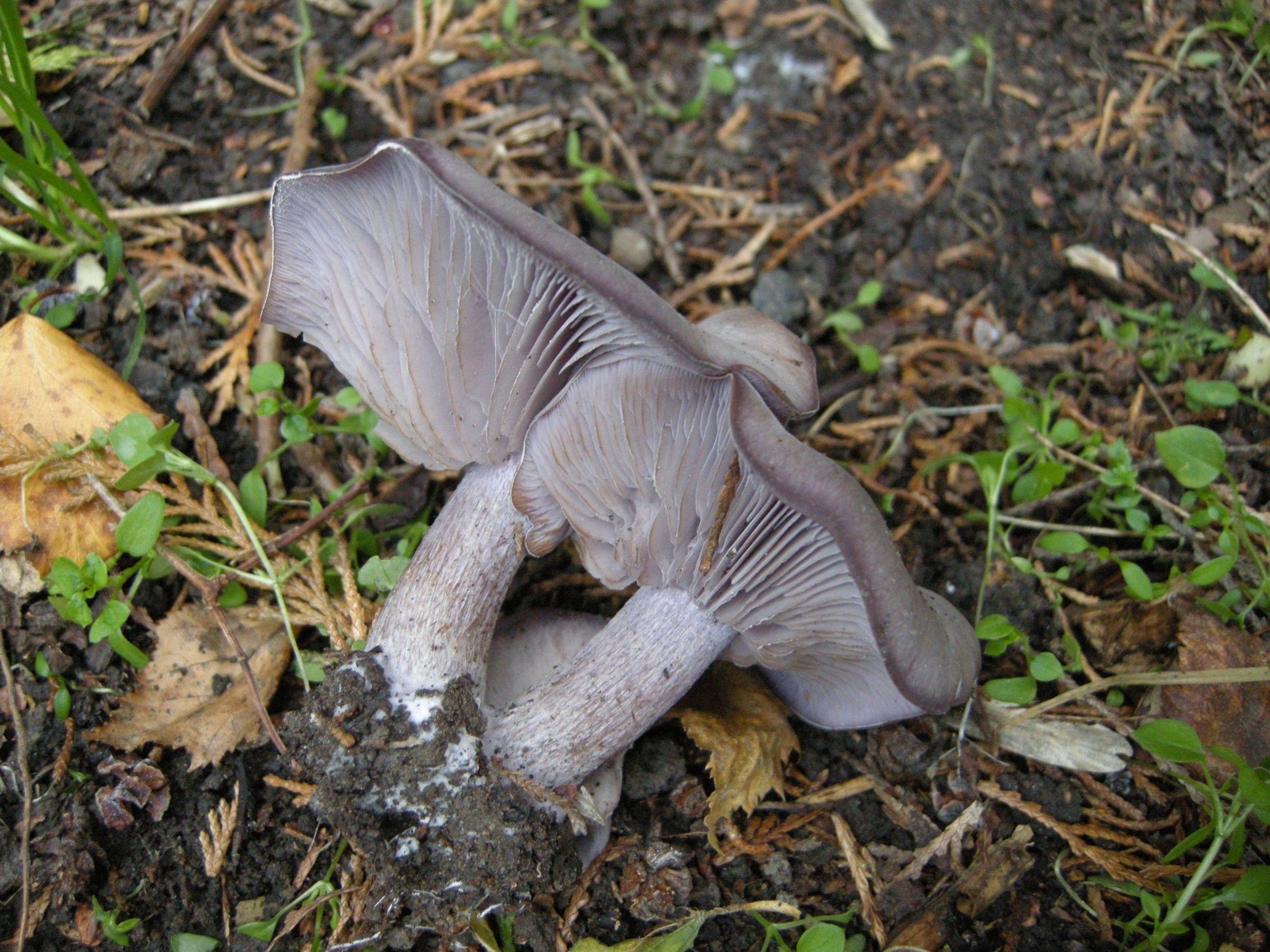 Afficher le média lepista_sordida2md lepista_sordida2md