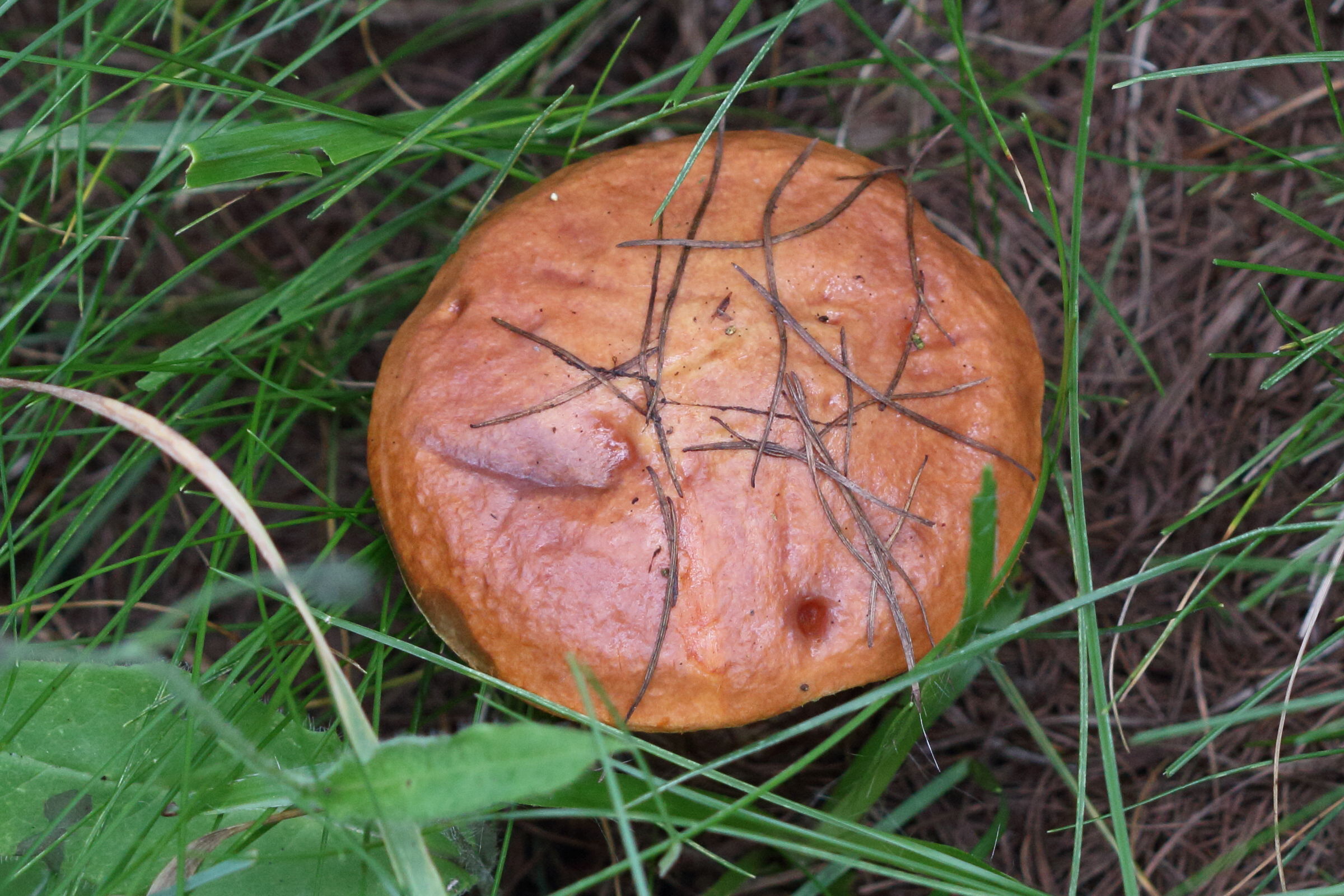 suillus_grevillei1bd