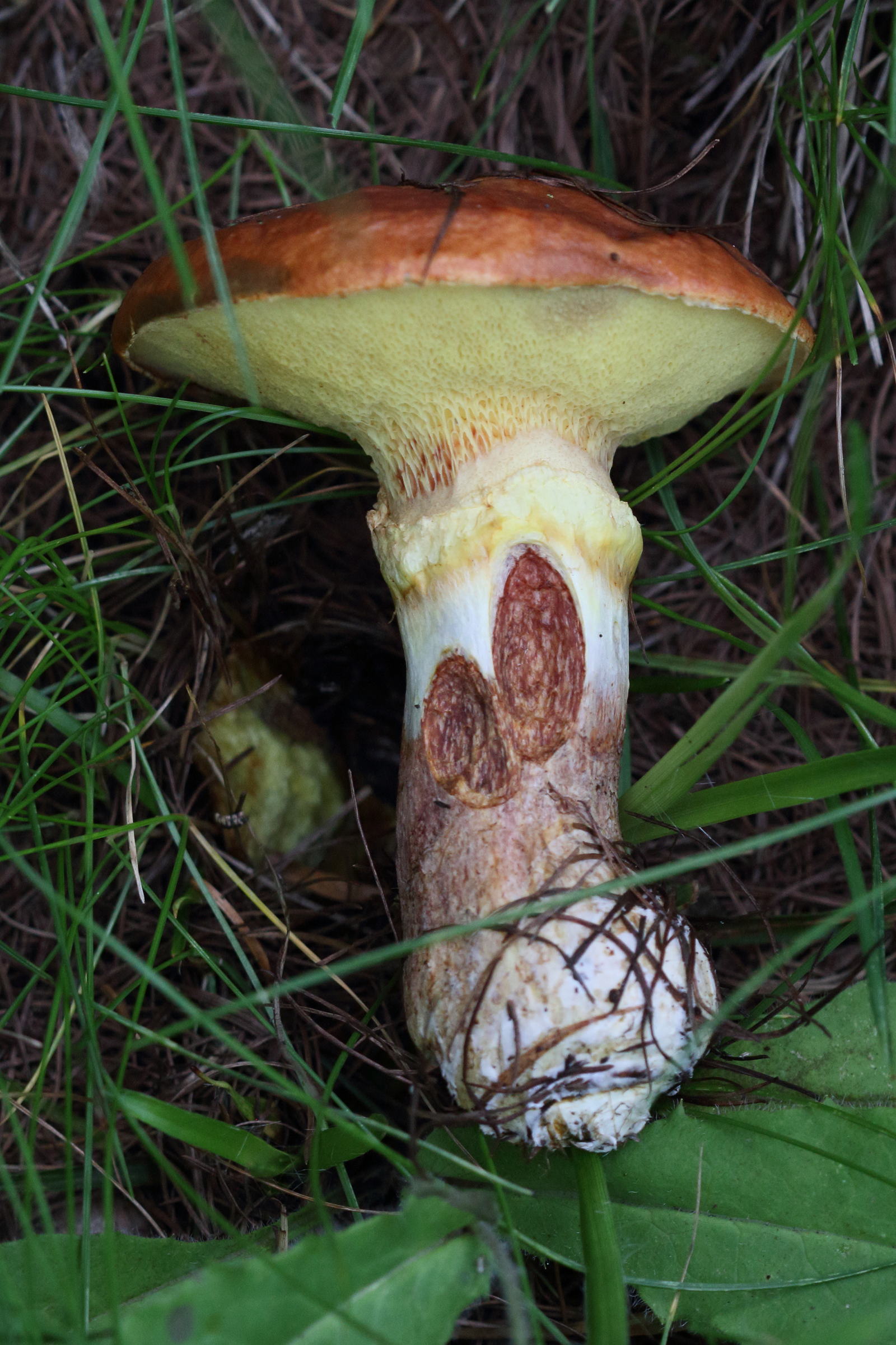 suillus_grevillei2bd