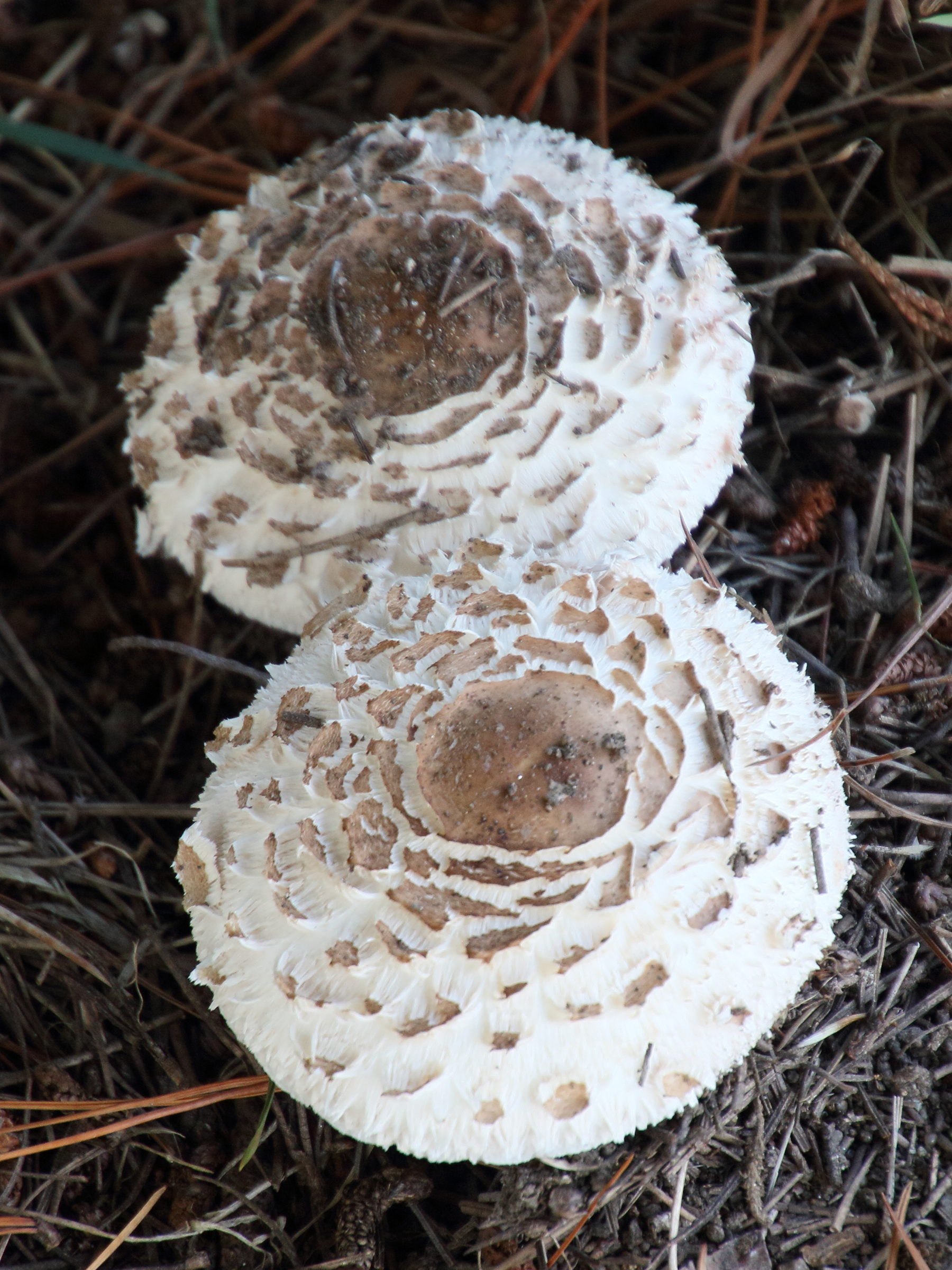 chlorophyllum_rhacodes3bd