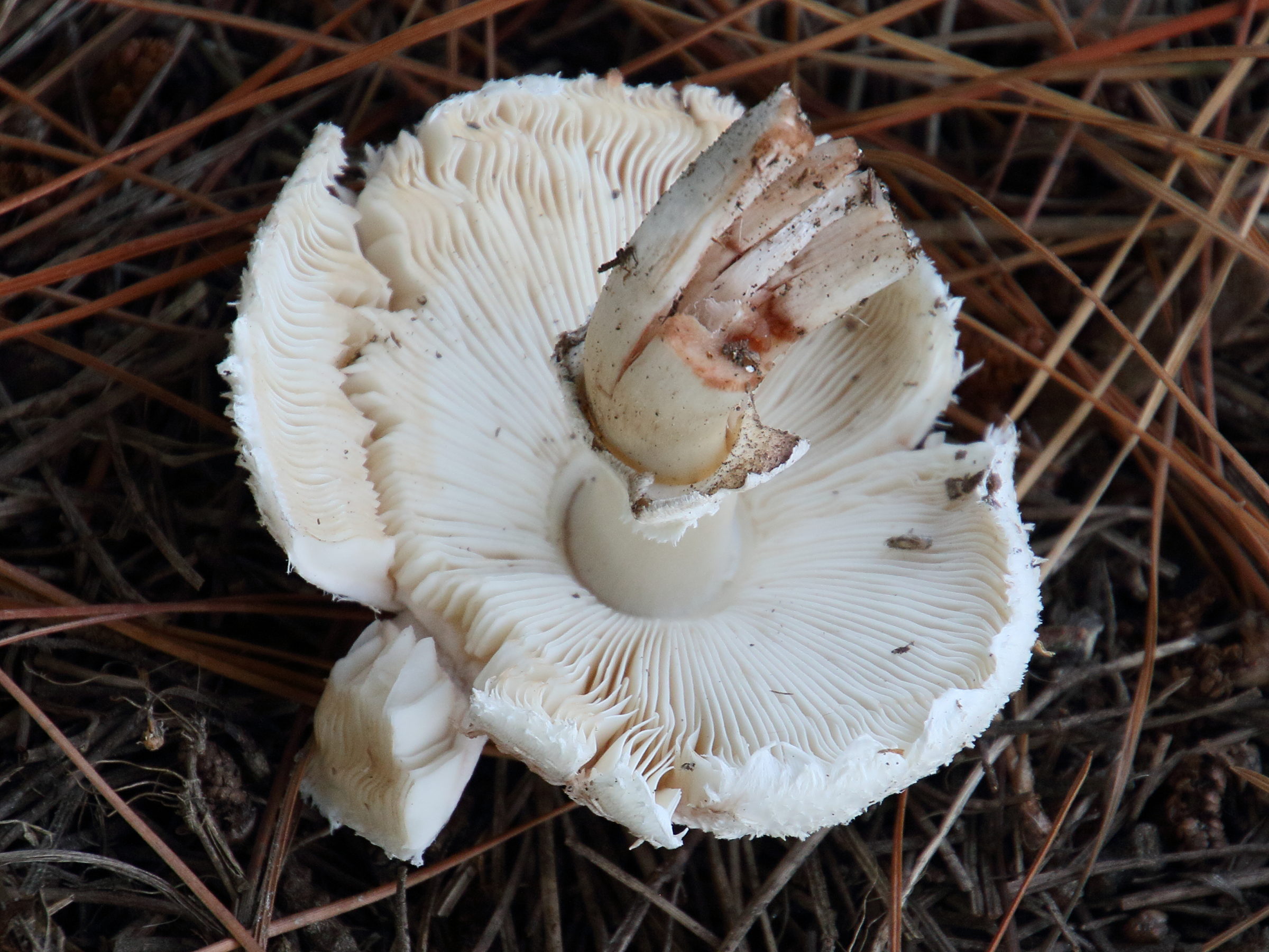 chlorophyllum_rhacodes4bd