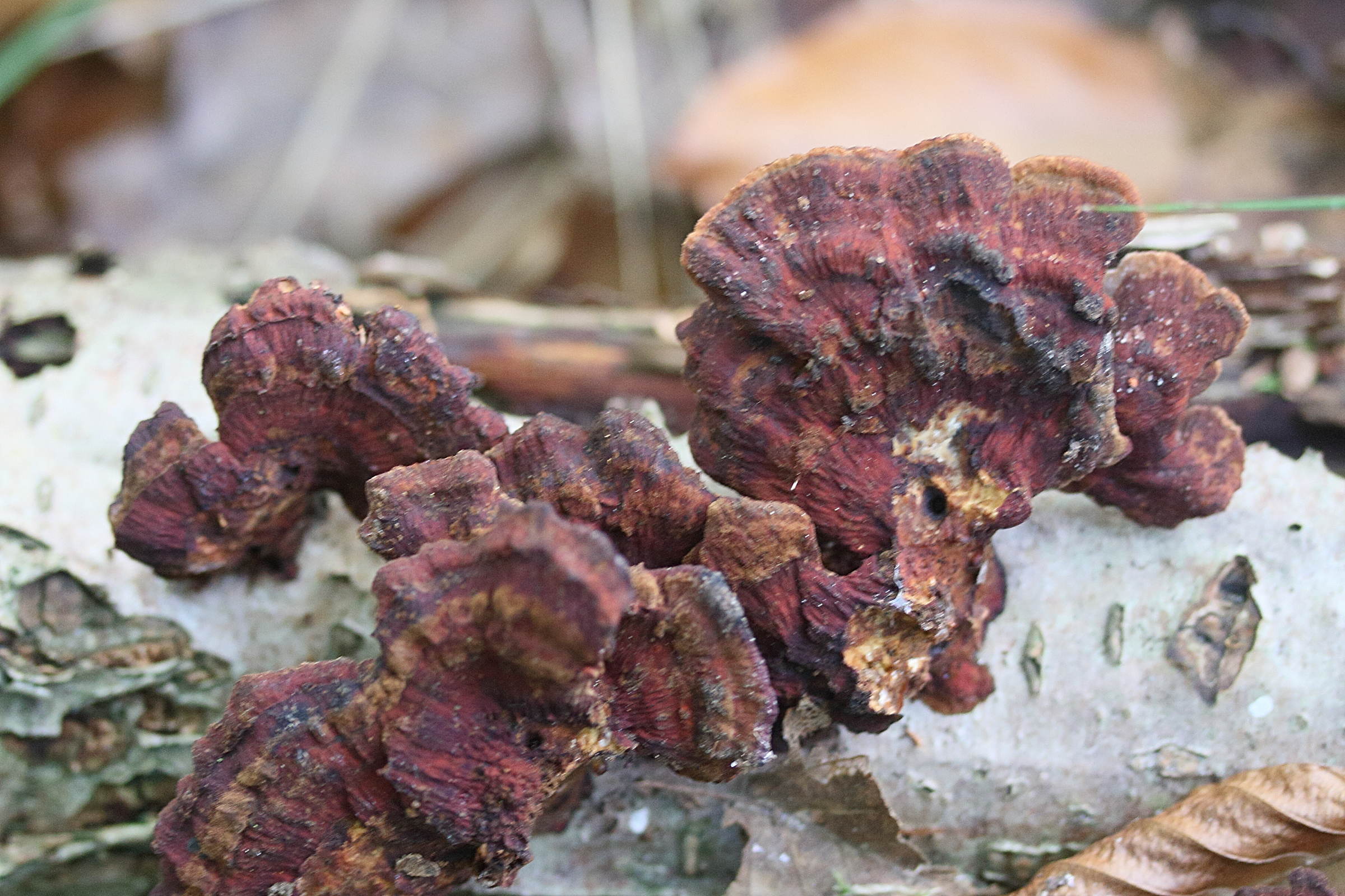 Afficher le média daedaleopsis_tricolor1md daedaleopsis_tricolor1md