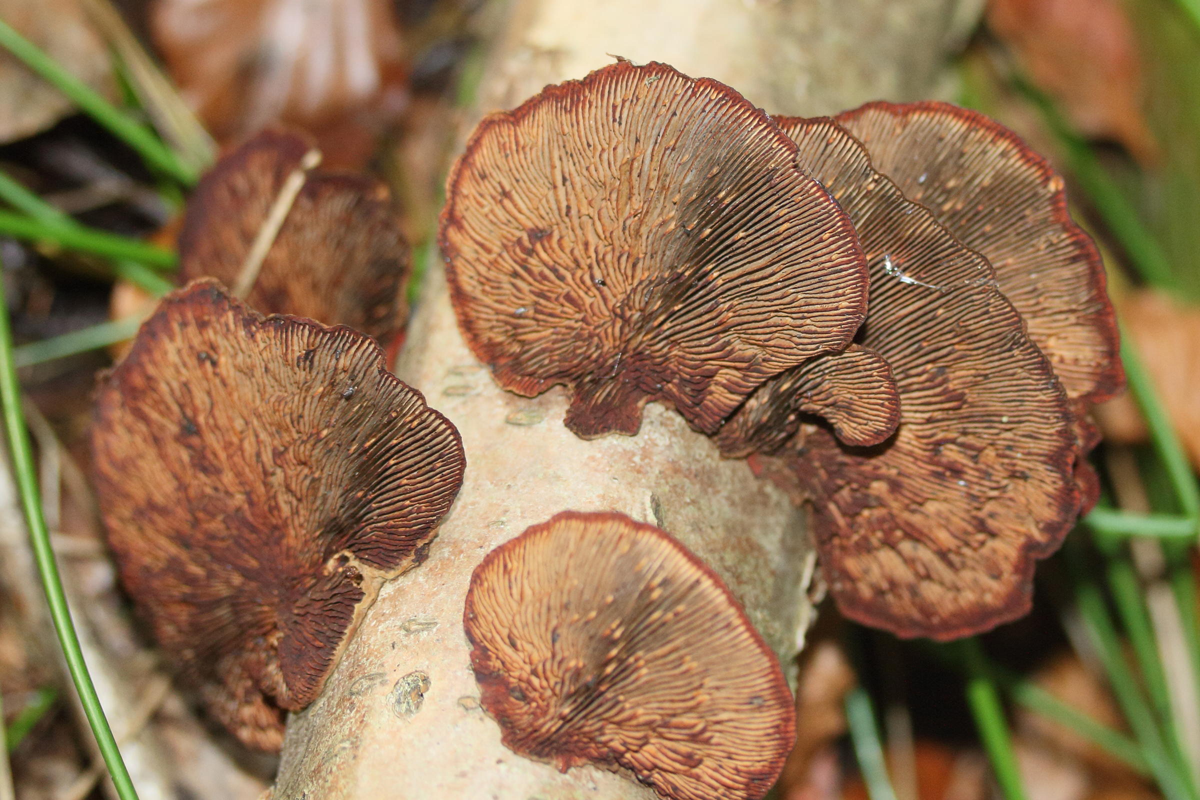 Afficher le média daedaleopsis_tricolor2md daedaleopsis_tricolor2md