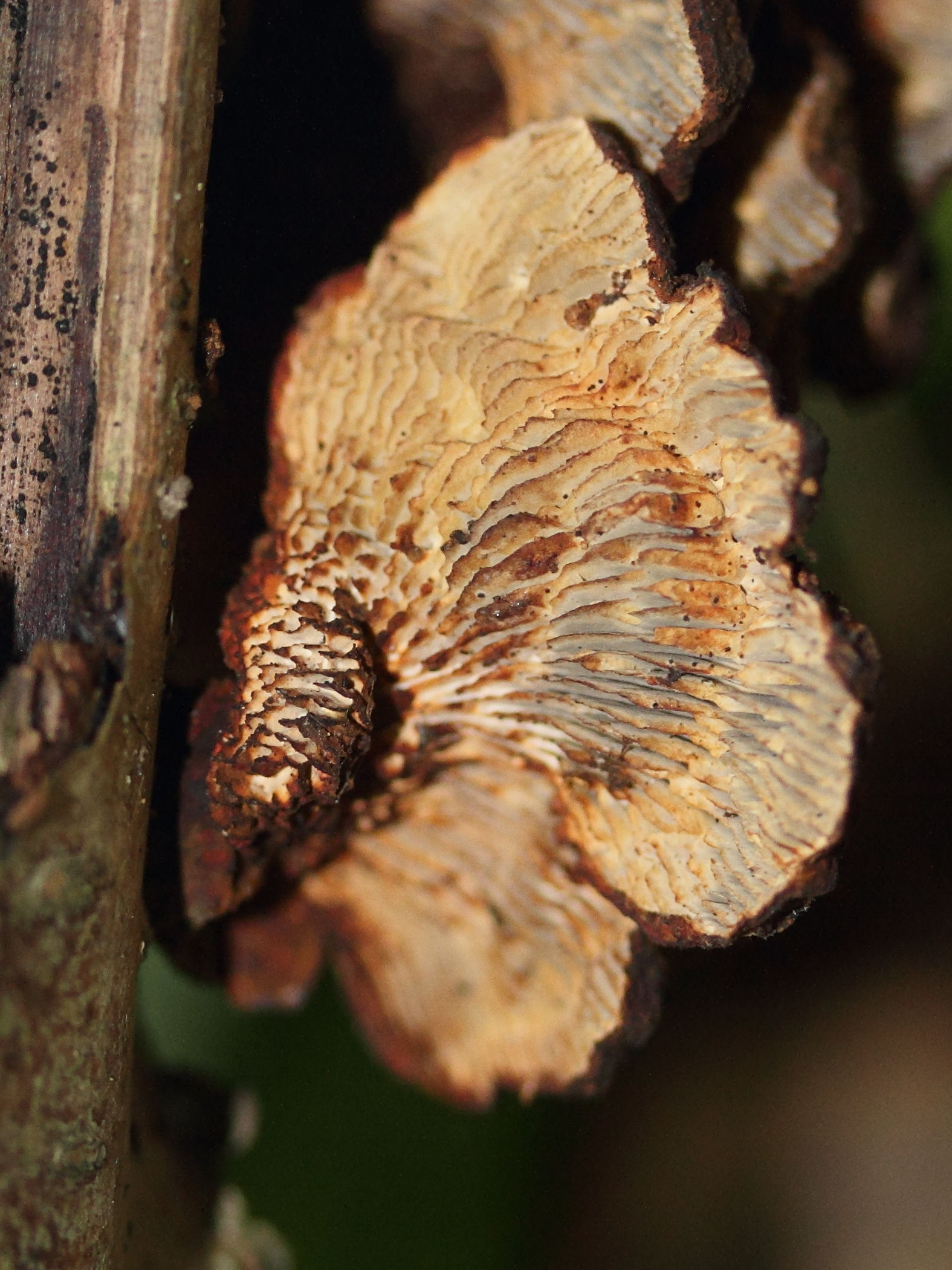 Afficher le média daedaleopsis_tricolor3md daedaleopsis_tricolor3md