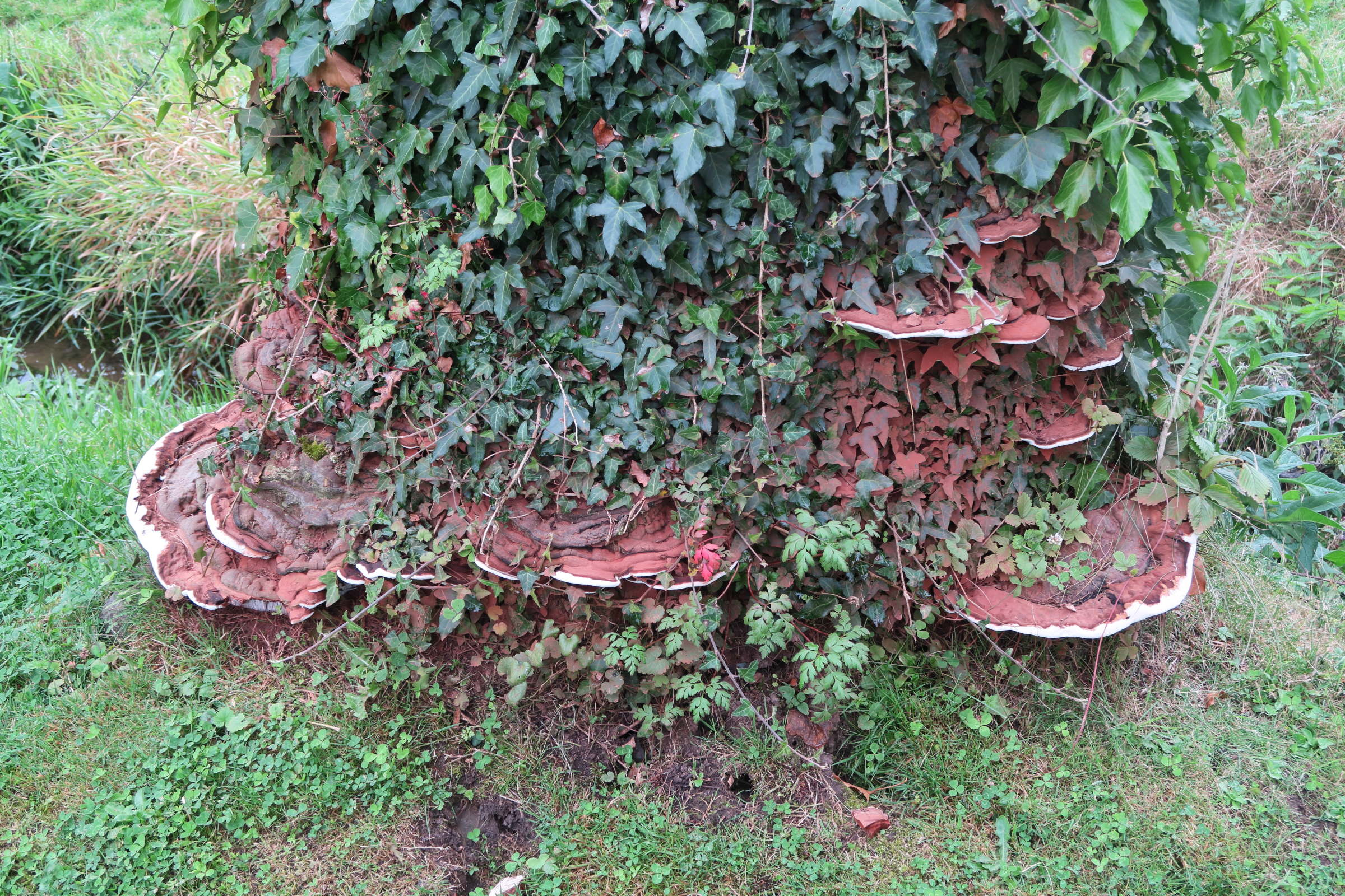 Afficher le média ganoderma_adspersum4mdmd ganoderma_adspersum4mdmd