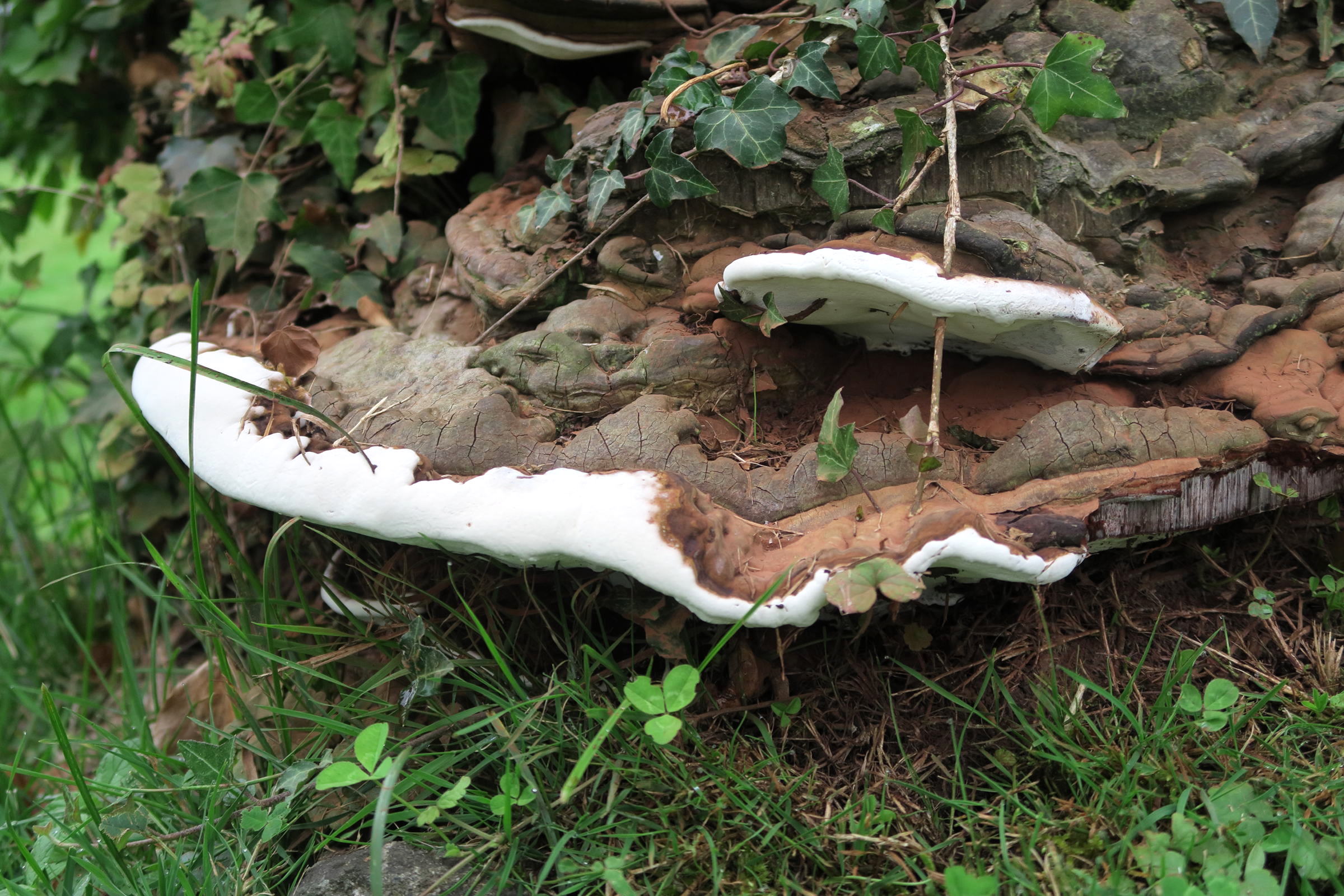 Afficher le média ganoderma_adspersum5md ganoderma_adspersum5md