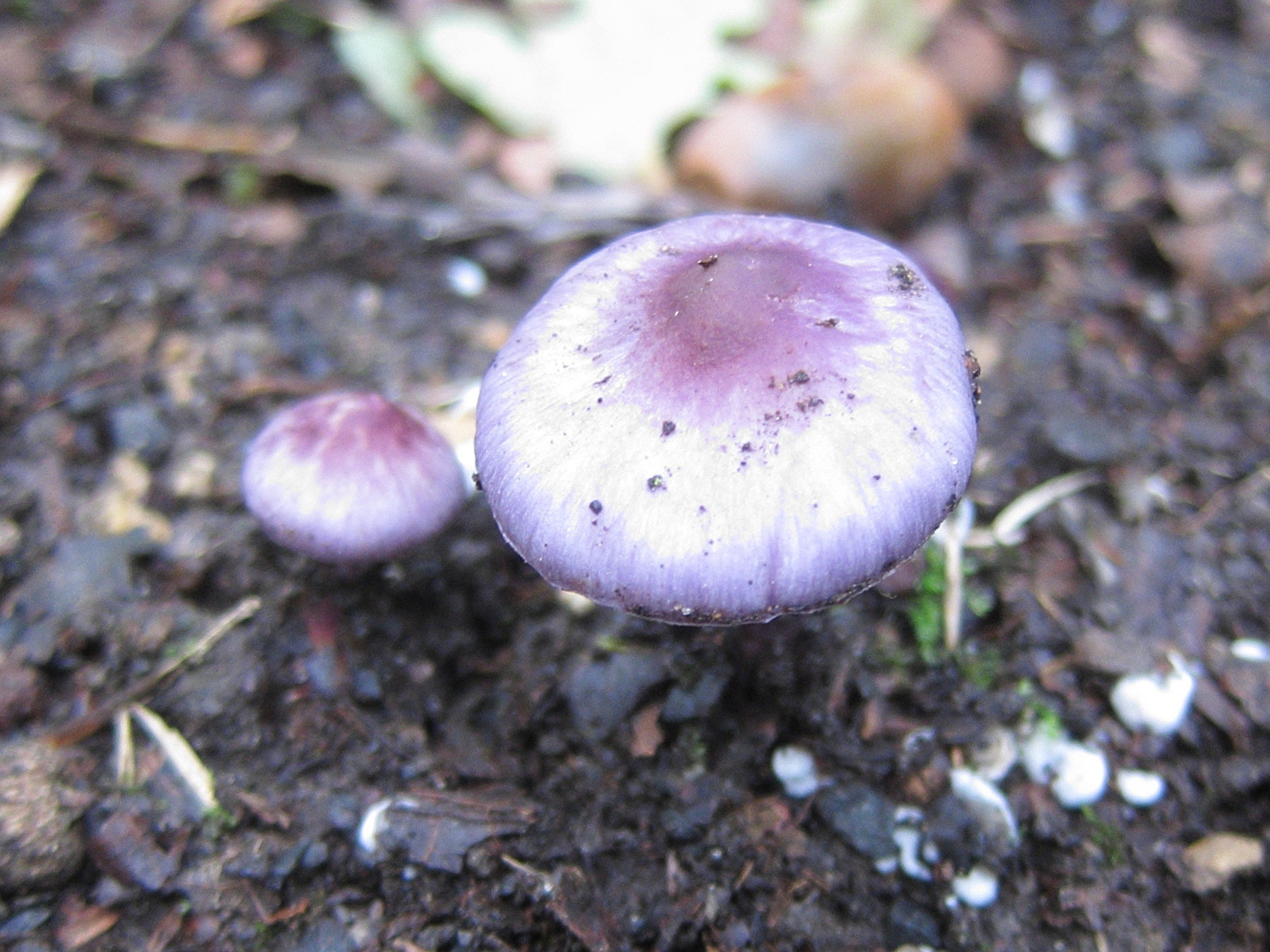 Afficher le média inocybe_lilacina1bd inocybe_lilacina1bd