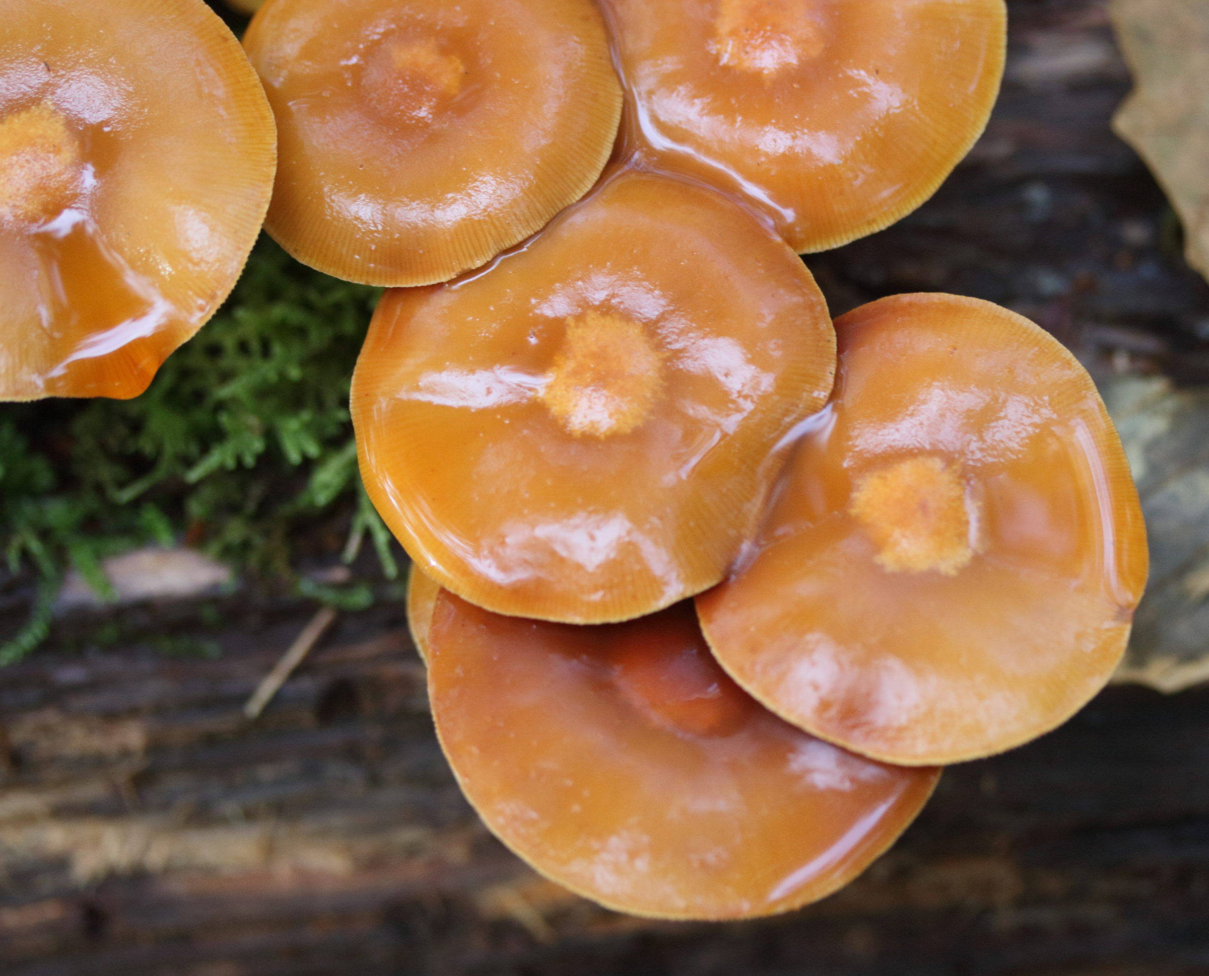 Afficher le média kuehneromyces_mutabilis2md kuehneromyces_mutabilis2md