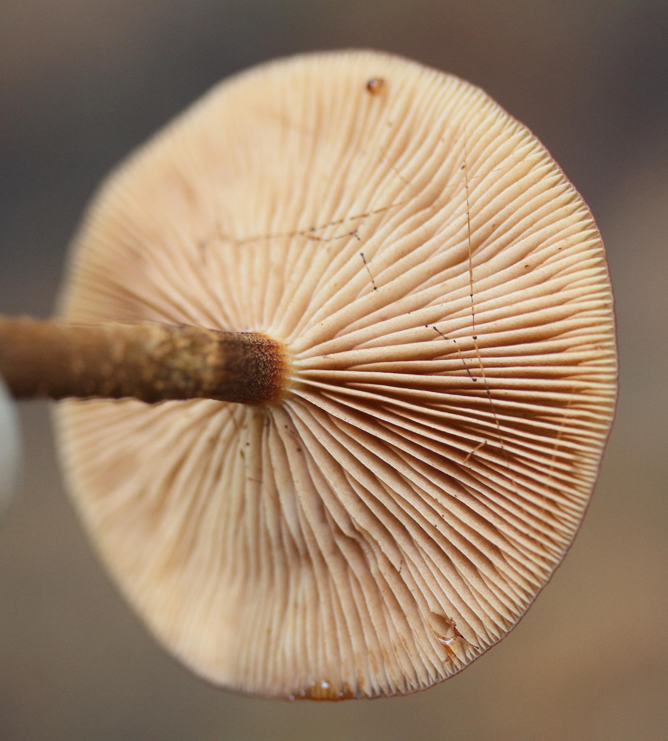 Afficher le média kuehneromyces_mutabilis3md kuehneromyces_mutabilis3md