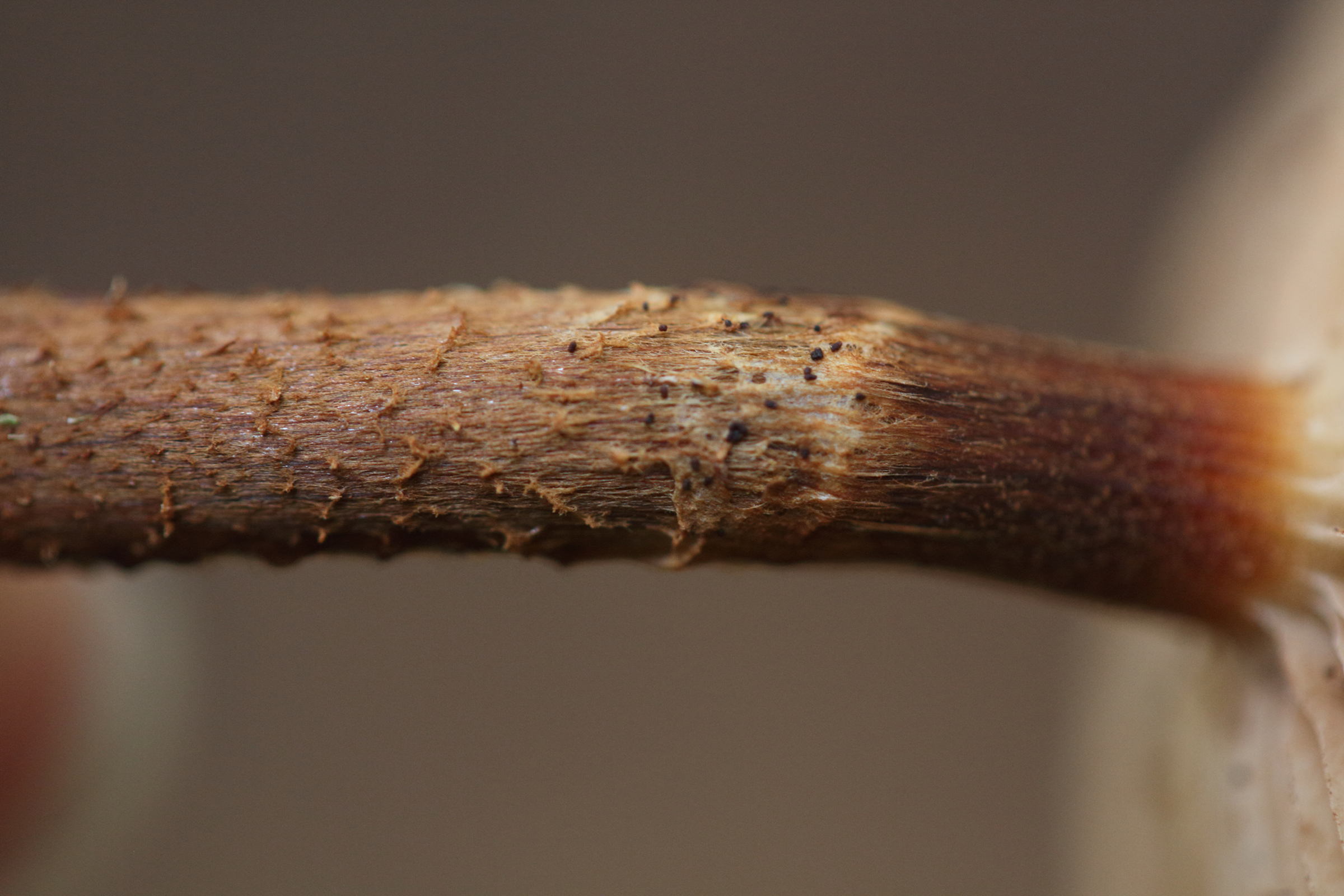 Afficher le média kuehneromyces_mutabilis4md kuehneromyces_mutabilis4md