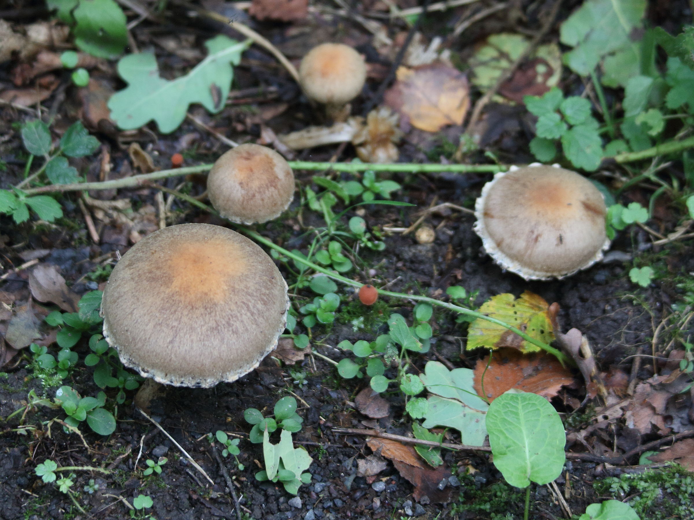 Afficher le média lacrymaria_lacrymabunda4md lacrymaria_lacrymabunda4md