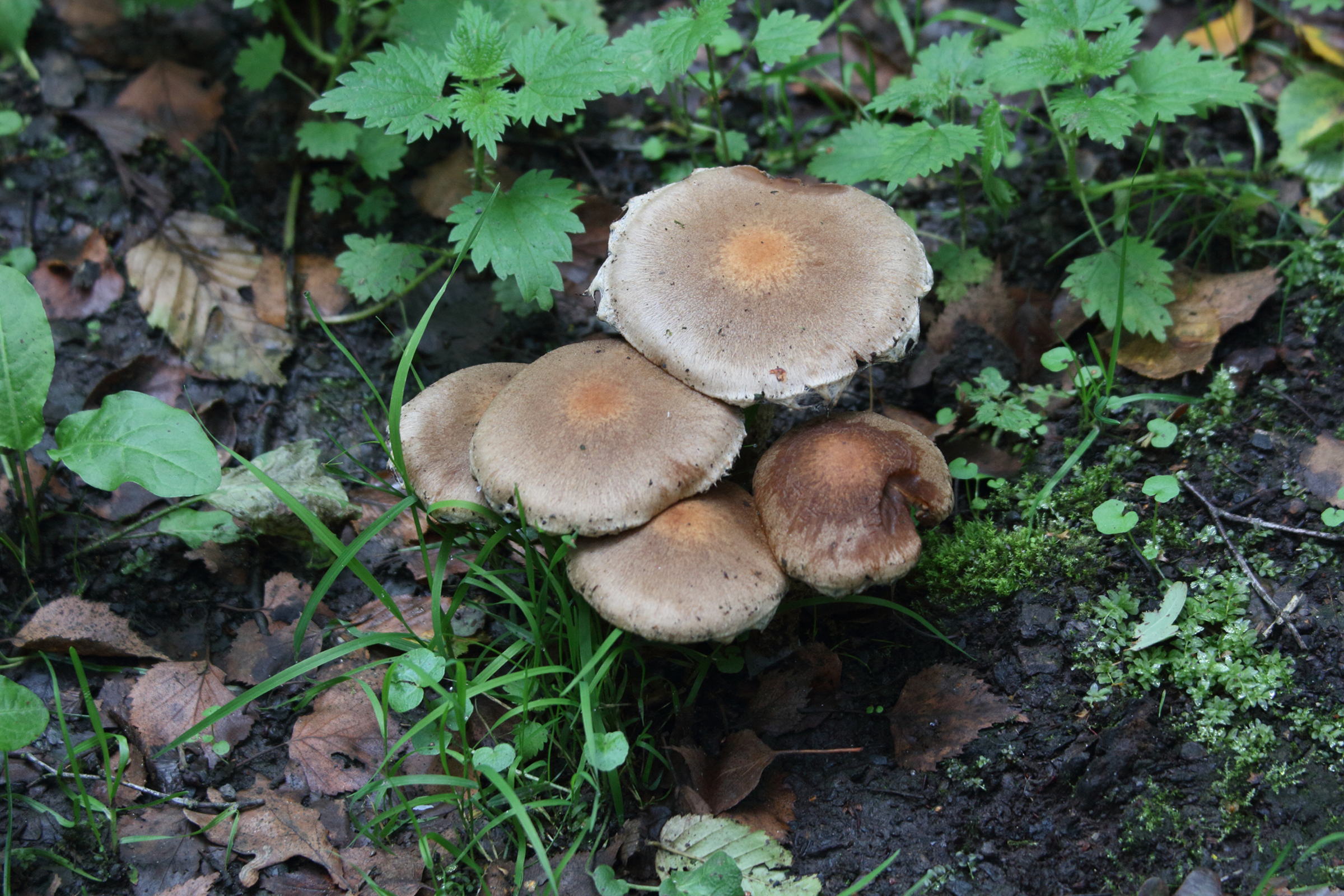 Afficher le média lacrymaria_lacrymabunda5mdmd lacrymaria_lacrymabunda5mdmd