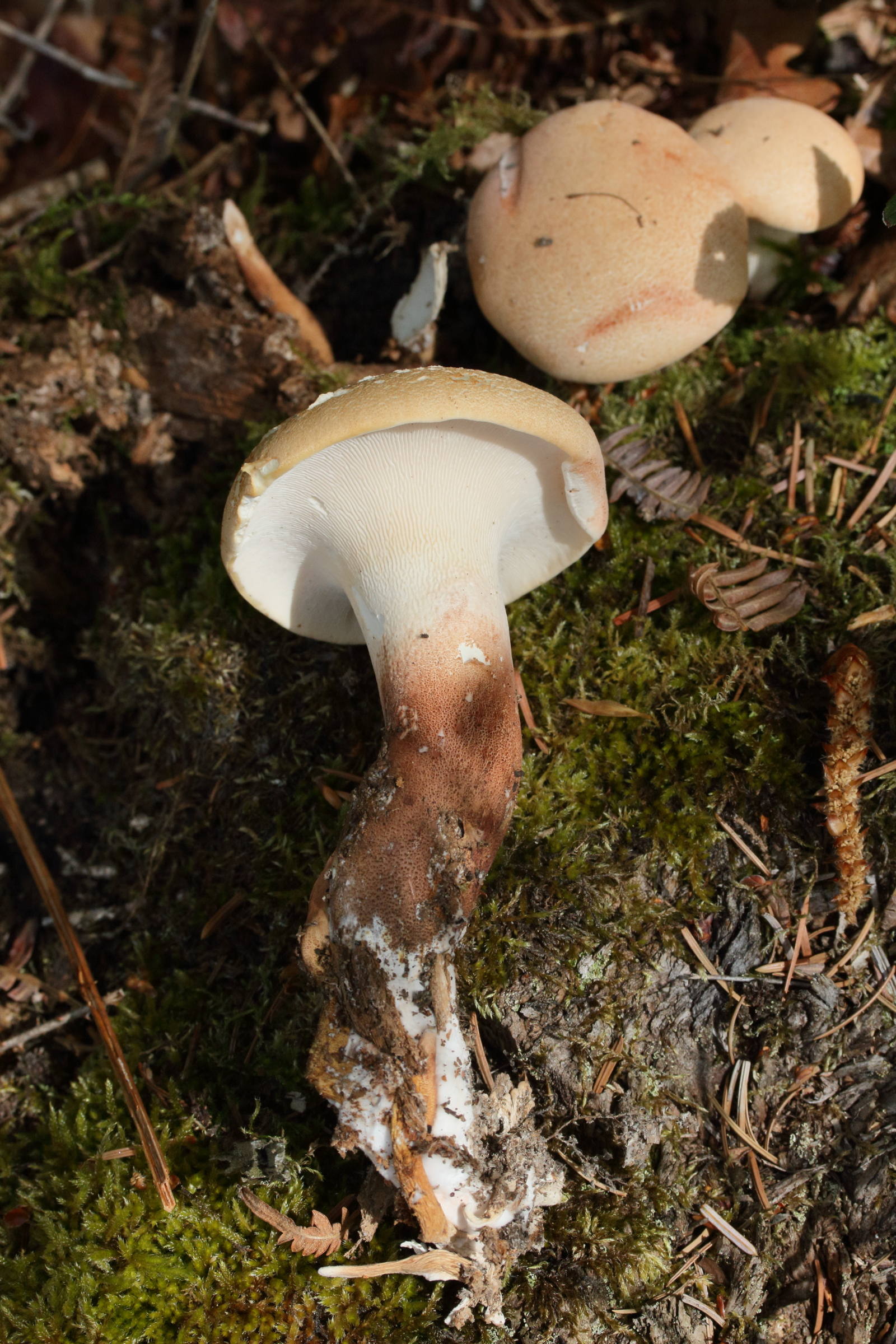 Afficher le média neolentinus_schaefferi2md neolentinus_schaefferi2md