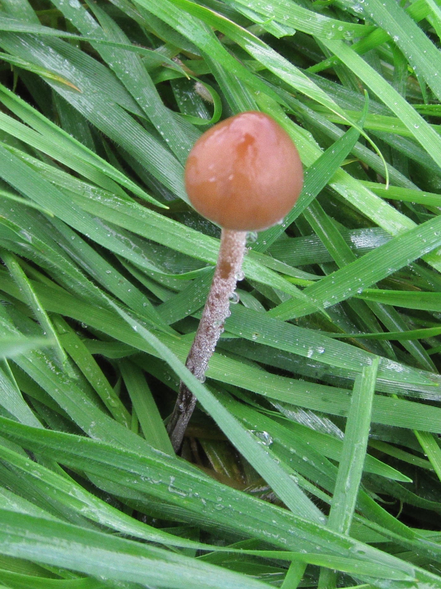 panaeolina_foenisecii1bd