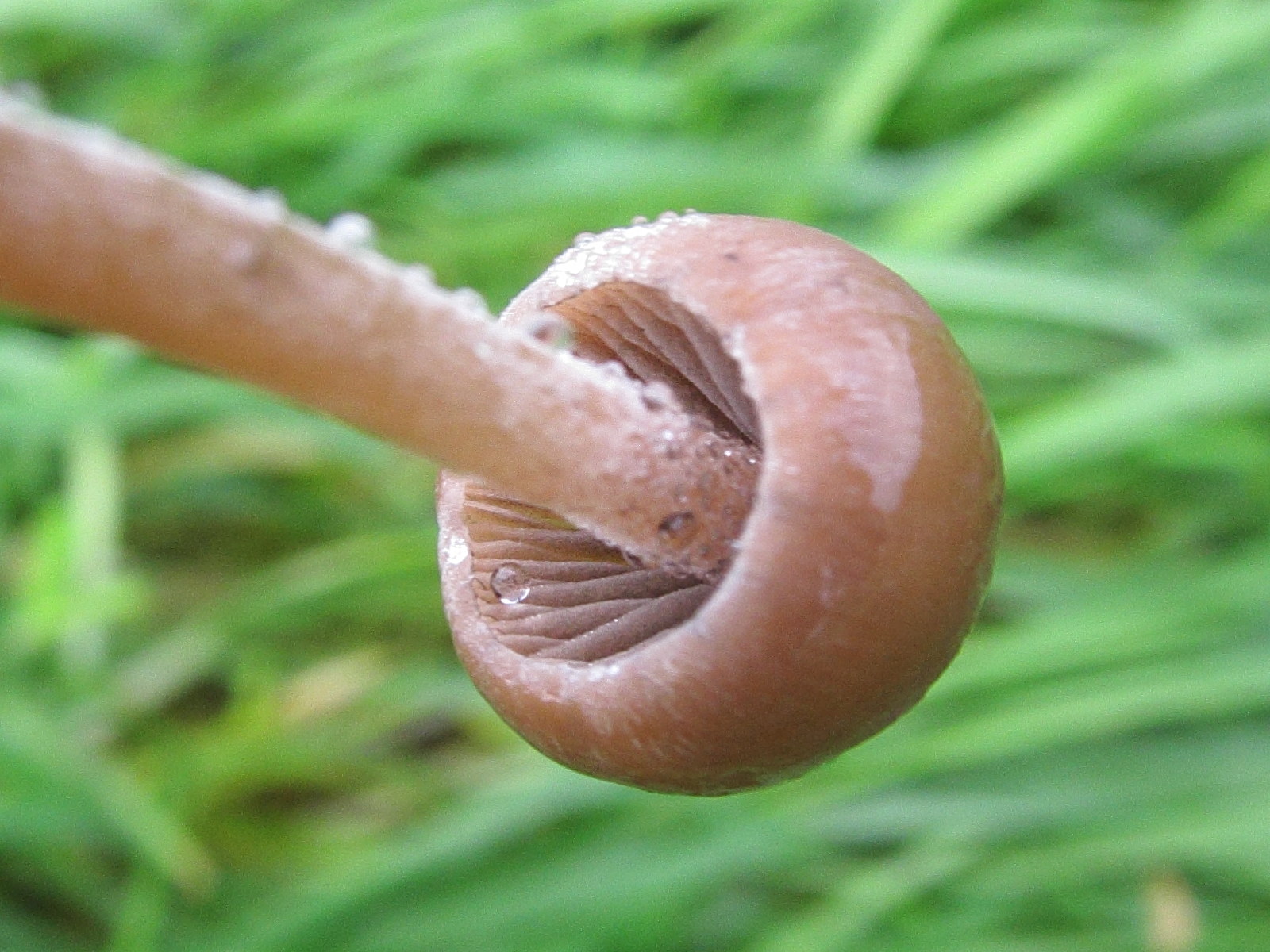 panaeolina_foenisecii2bd