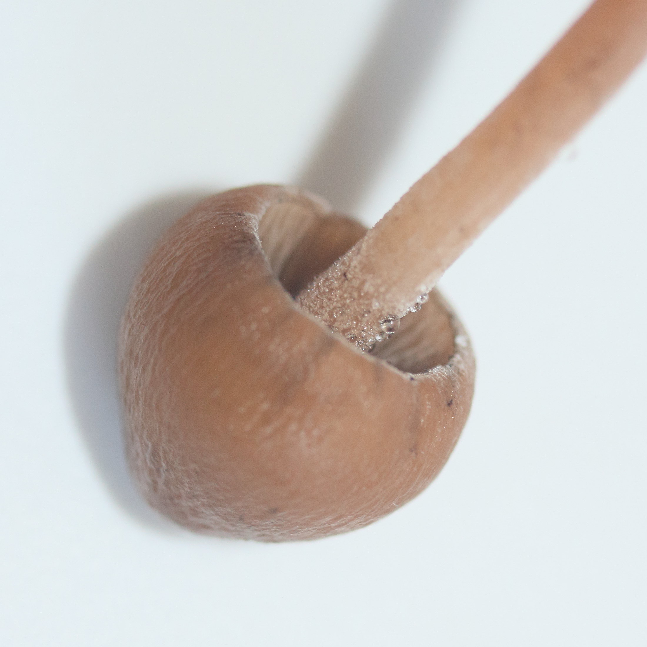 panaeolina_foenisecii4md