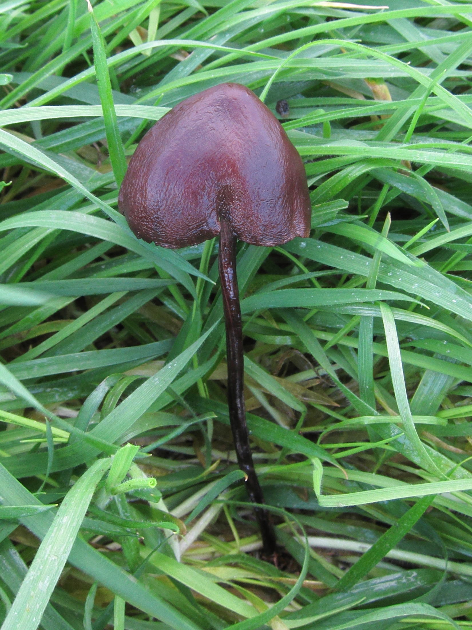panaeolus_acuminatus1bdbd