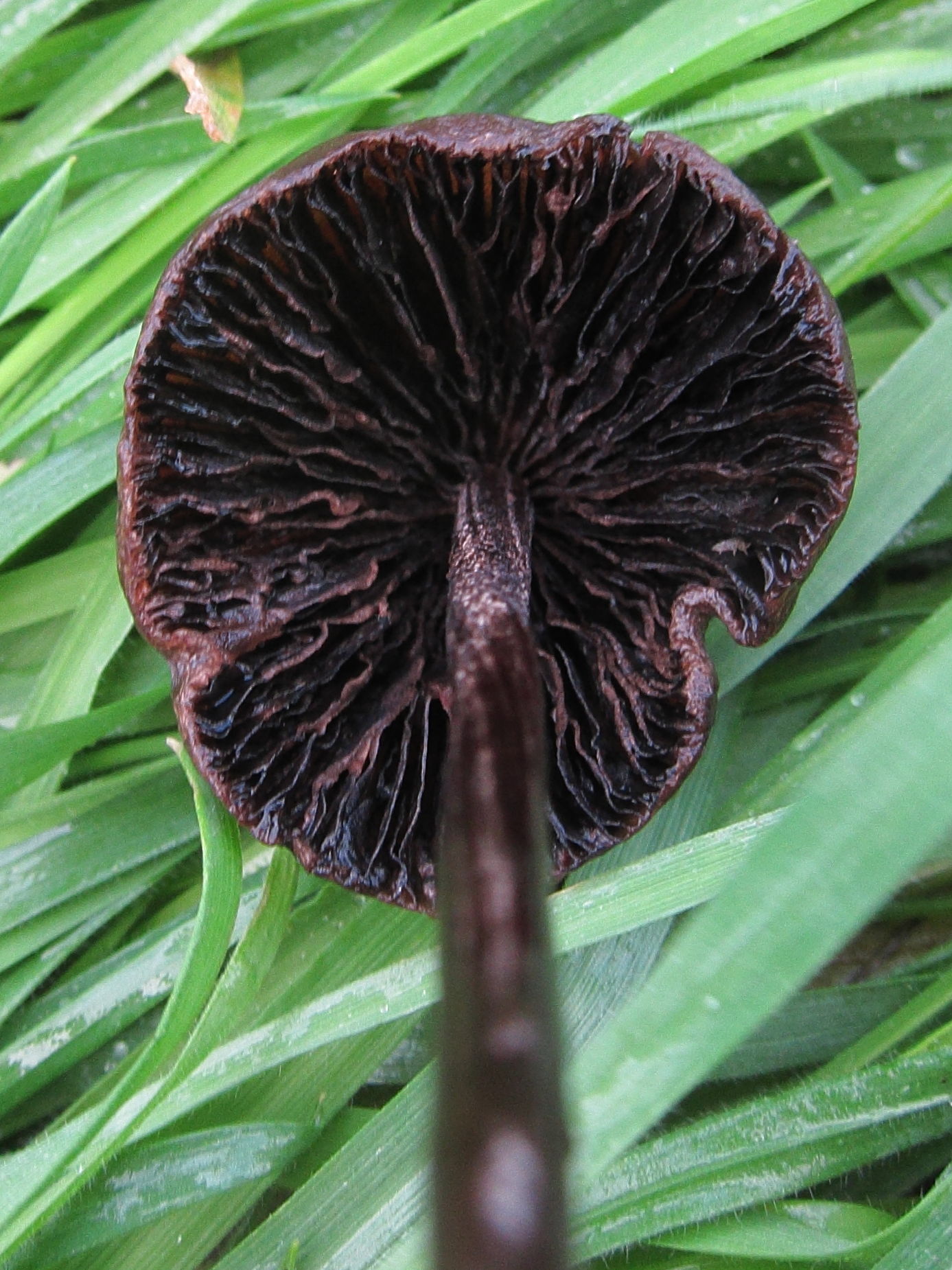 panaeolus_acuminatus2bd