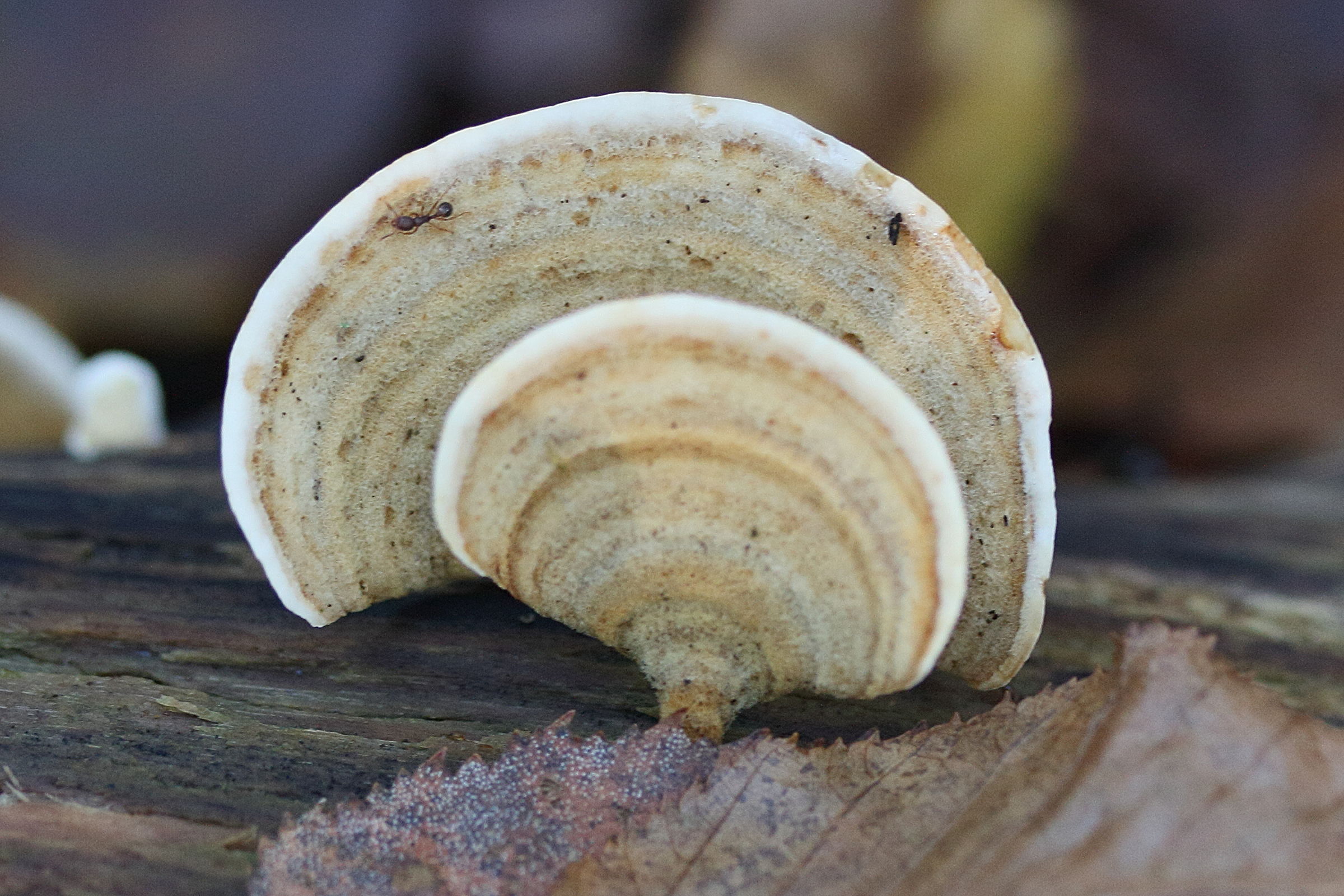 stereum_subtomentosum2md