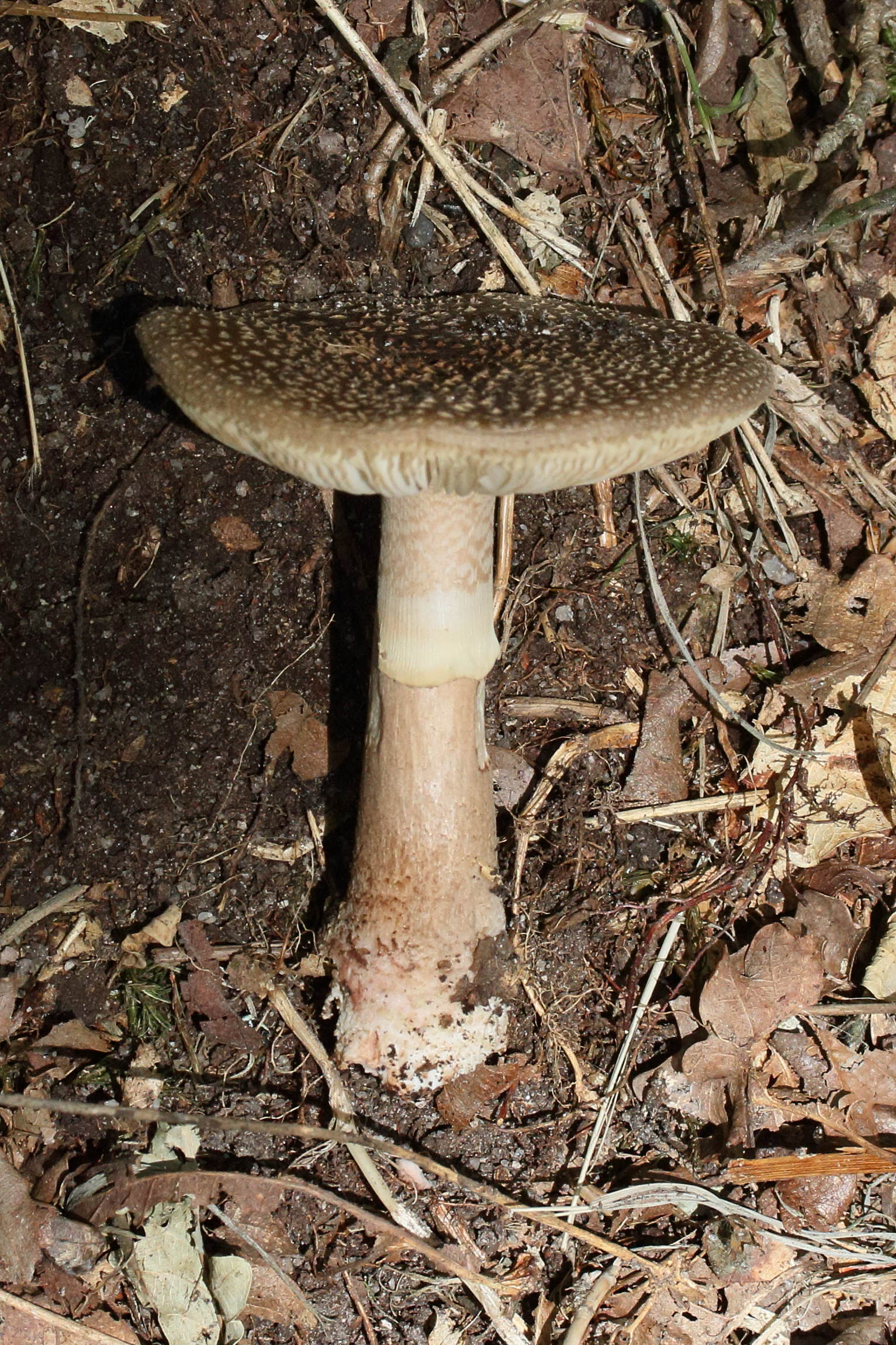 Afficher le média amanita_rubescens8bd amanita_rubescens8bd