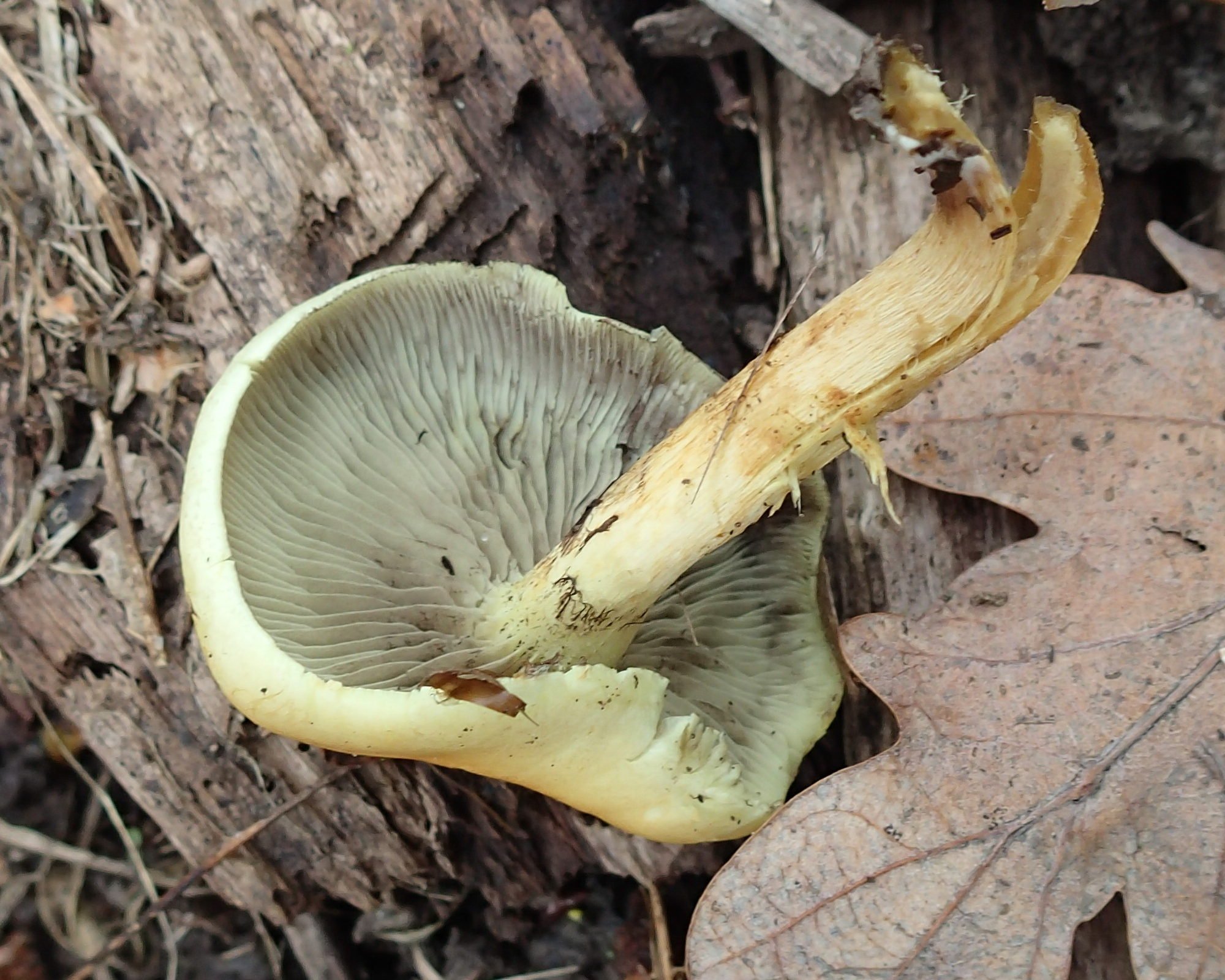 Afficher le média hypholoma_fasciculare10mdmd hypholoma_fasciculare10mdmd