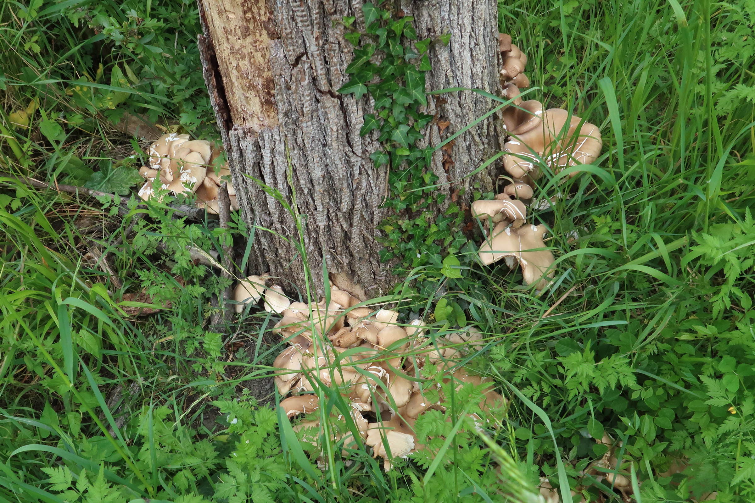 Afficher le média pleurotus_ostreatus1md pleurotus_ostreatus1md