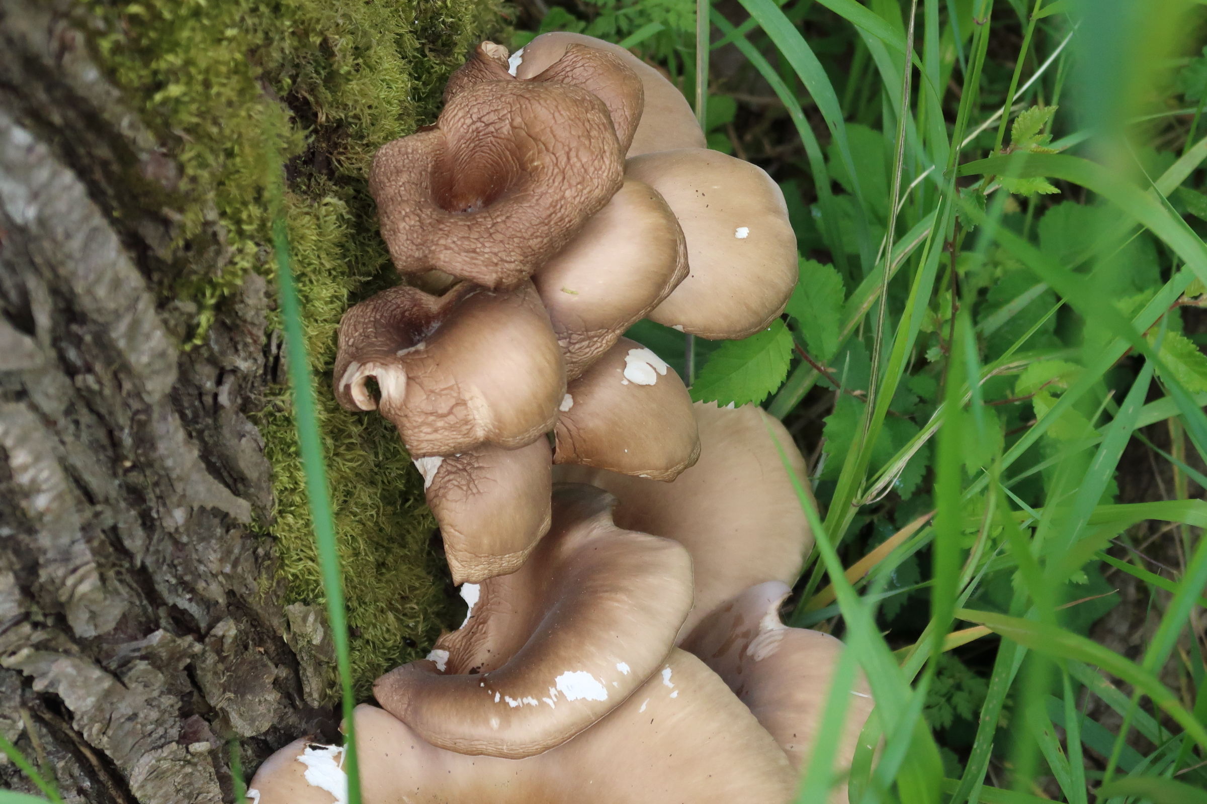 Afficher le média pleurotus_ostreatus2md pleurotus_ostreatus2md