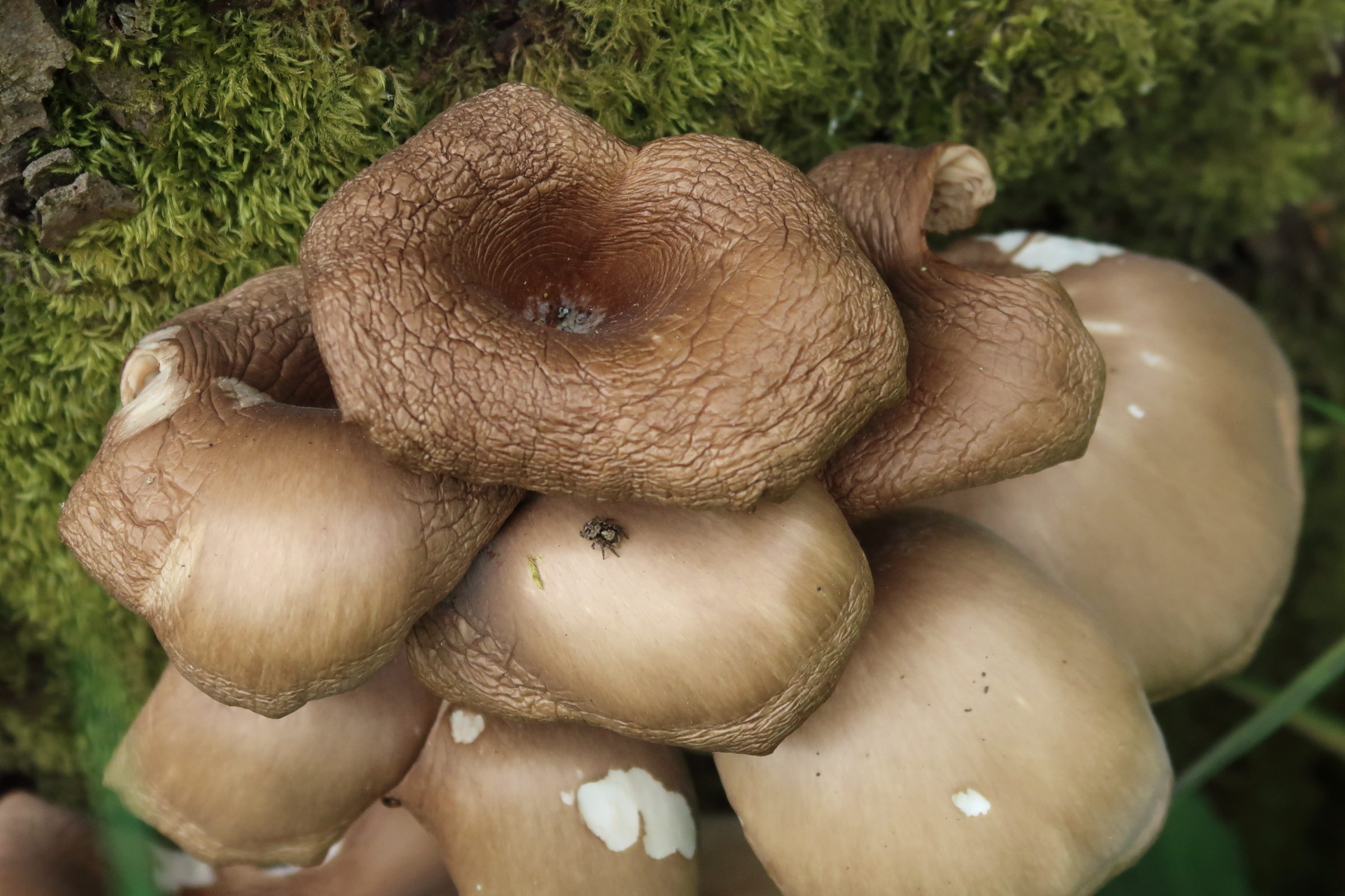 Afficher le média pleurotus_ostreatus3md pleurotus_ostreatus3md