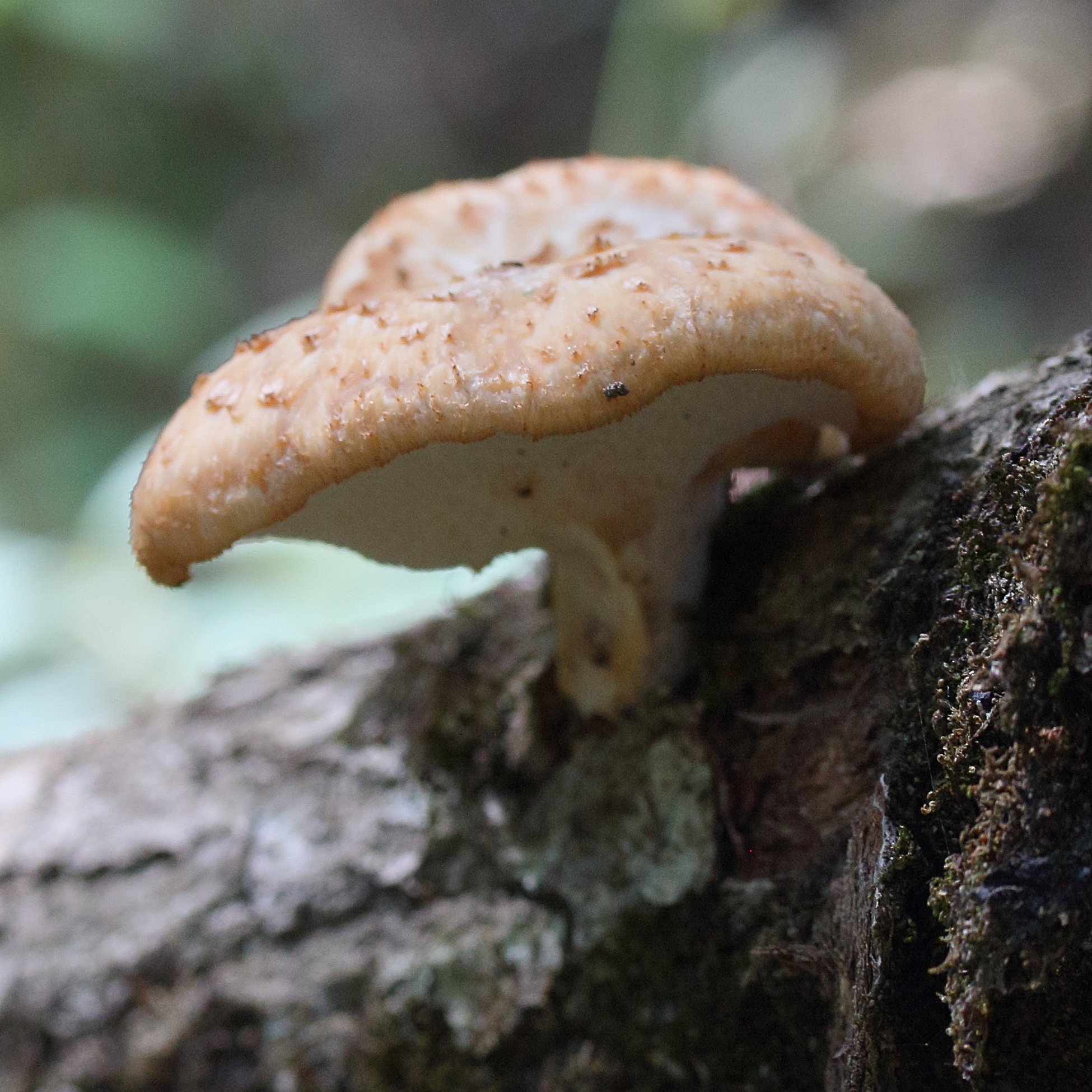 polyporus_tuberaster3bdbd