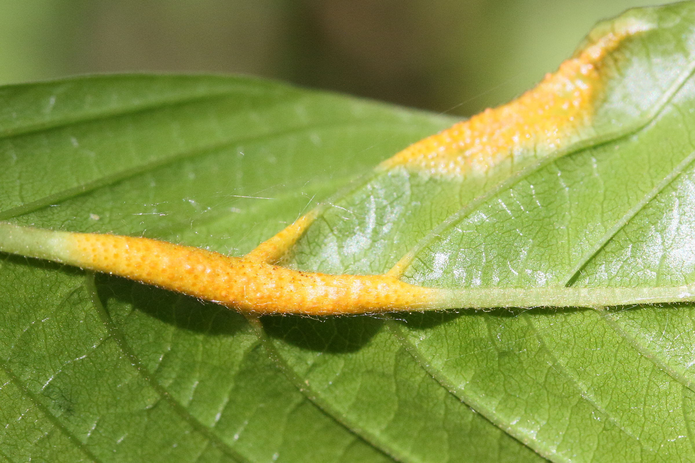 puccinia_coronata2md