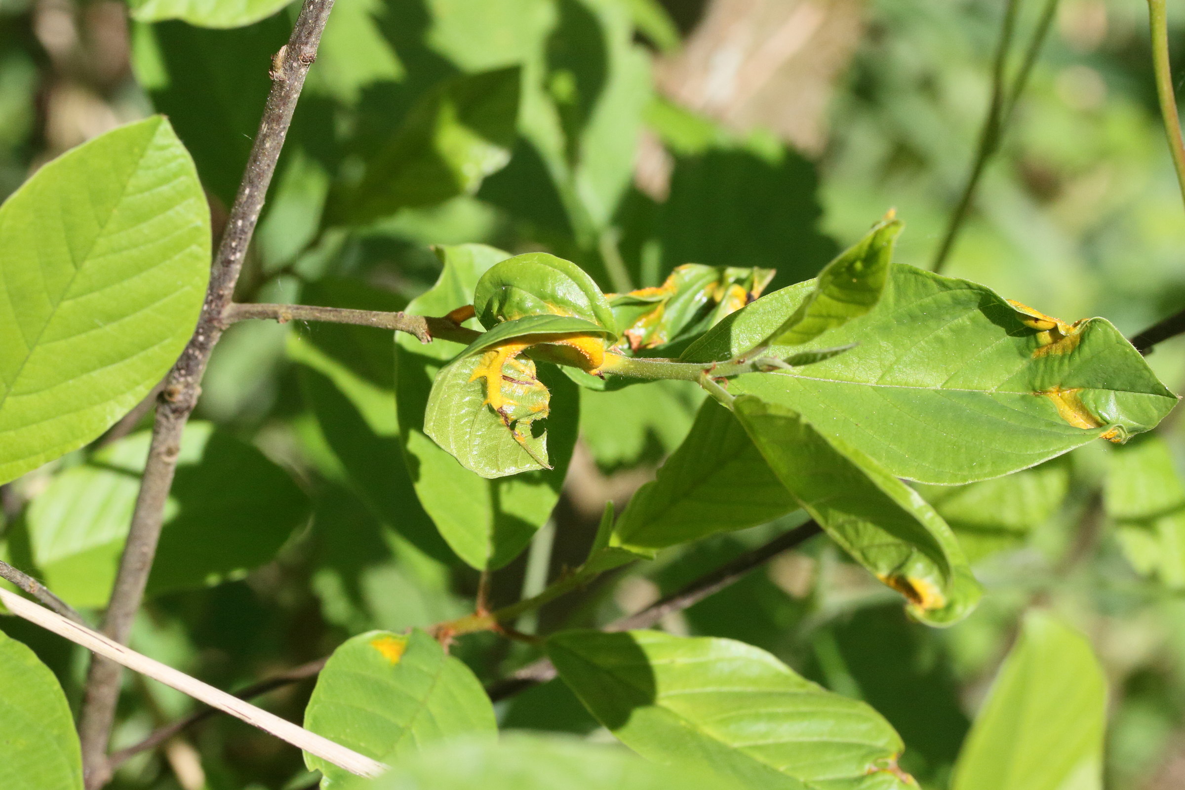 puccinia_coronata3md