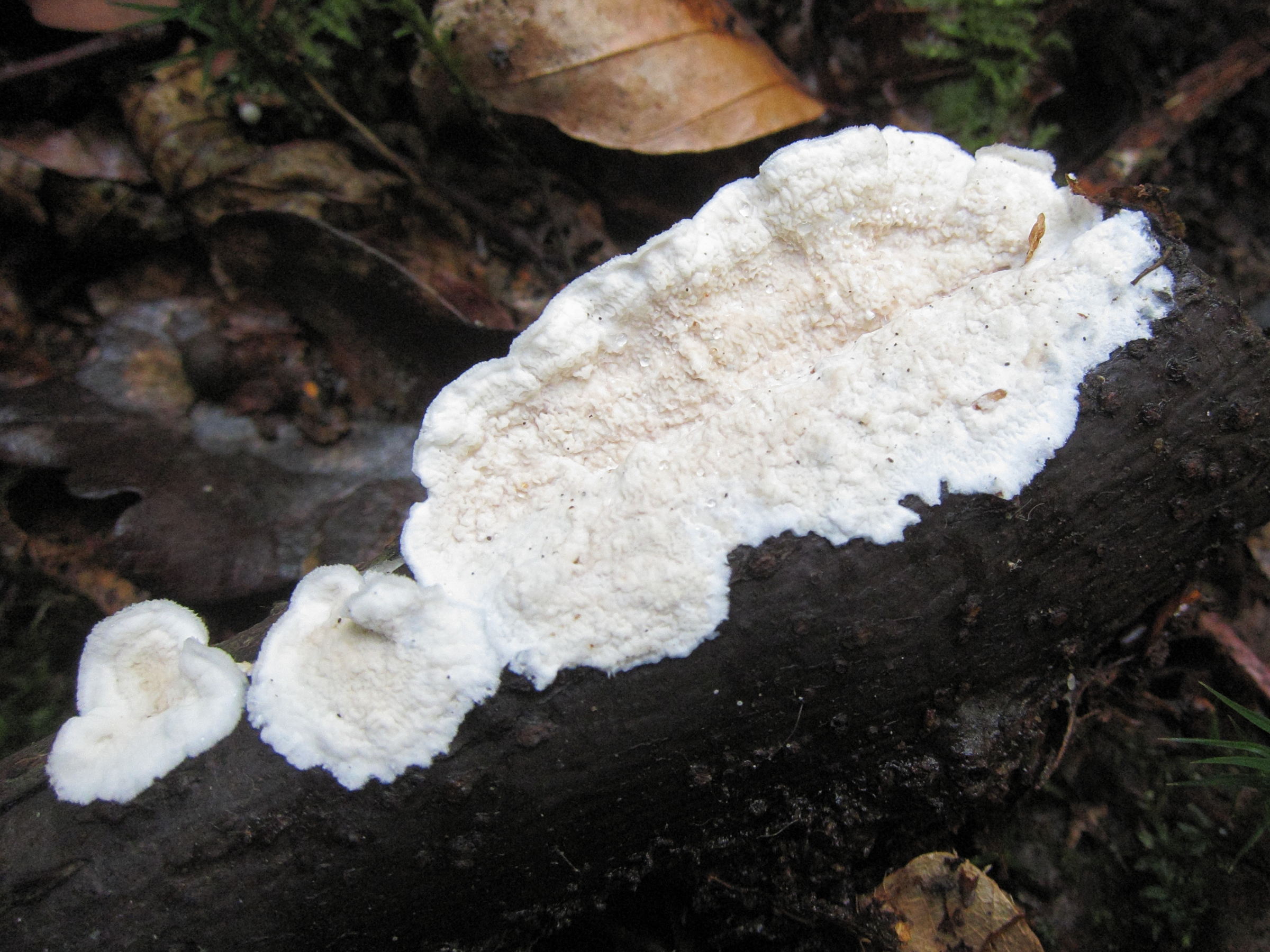 byssomerulius_corium4bd