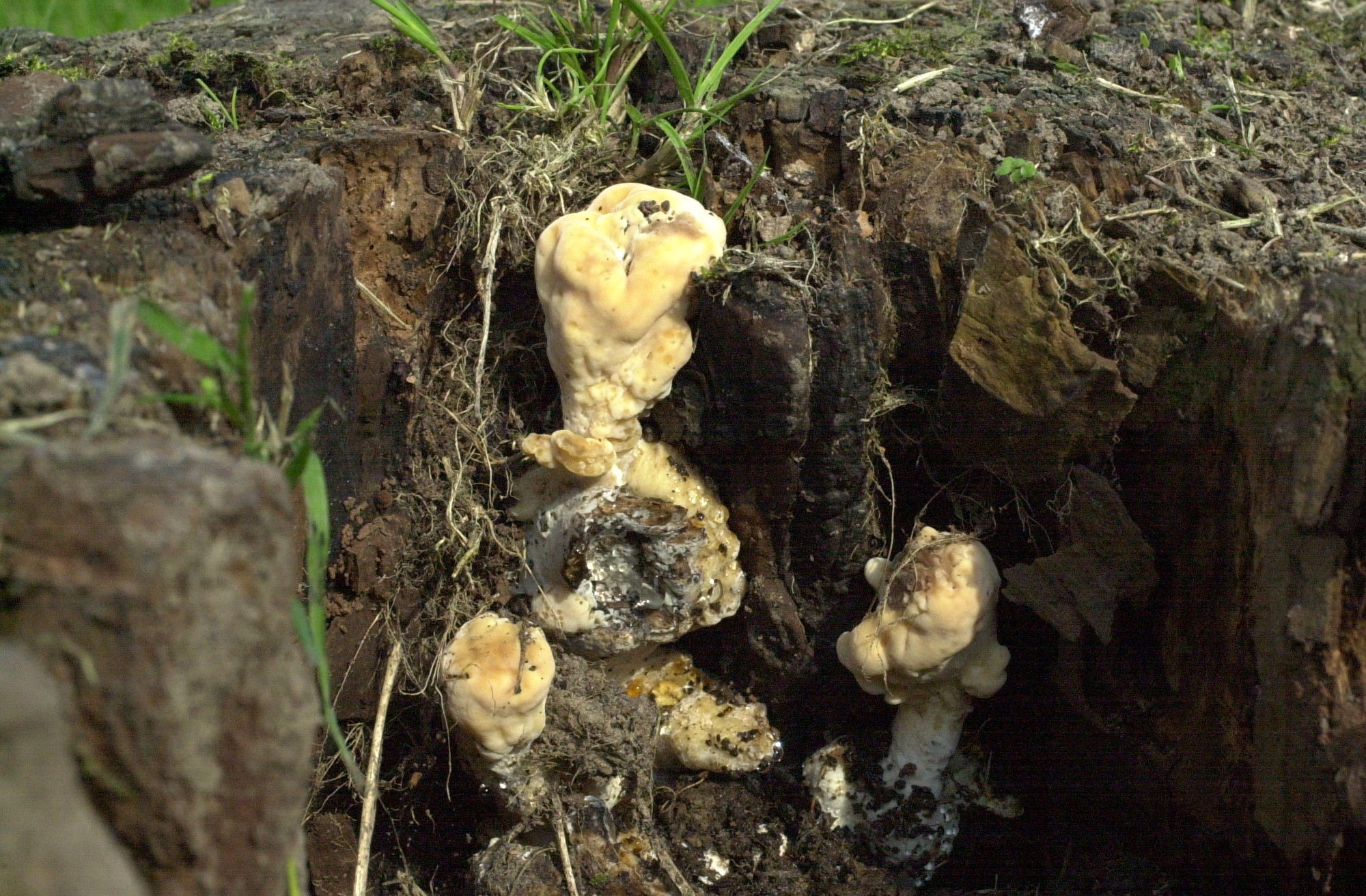 meripilus_giganteus7md