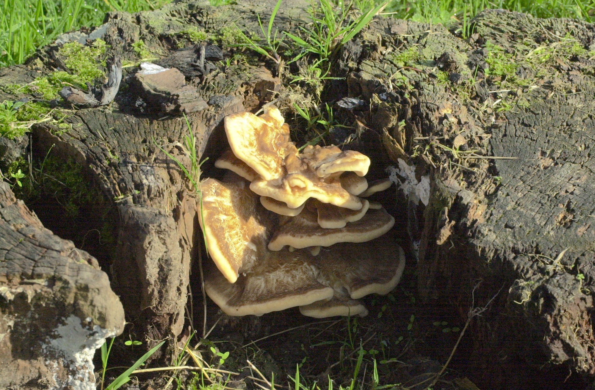 meripilus_giganteus8md