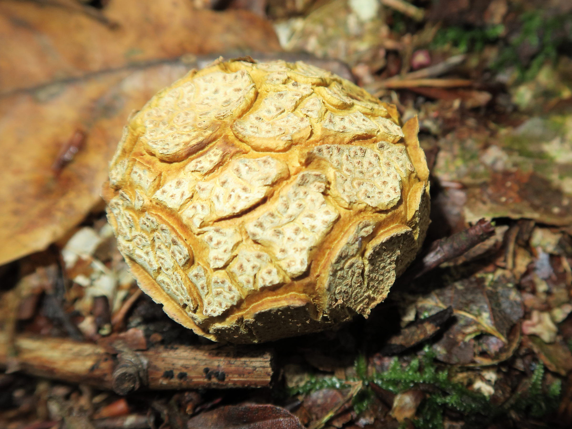 Afficher le média scleroderma_citrinum6md scleroderma_citrinum6md